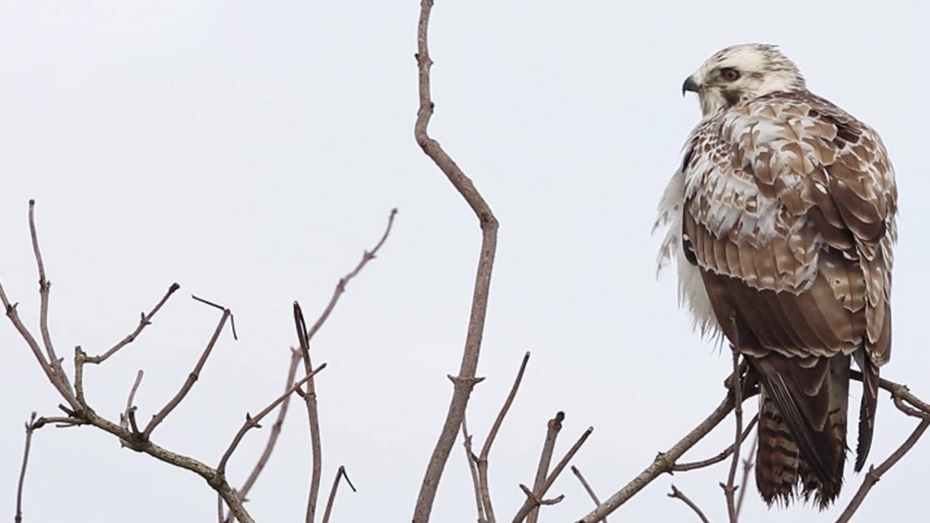 A brown and white hawk perched on leafless branches against a grey sky.