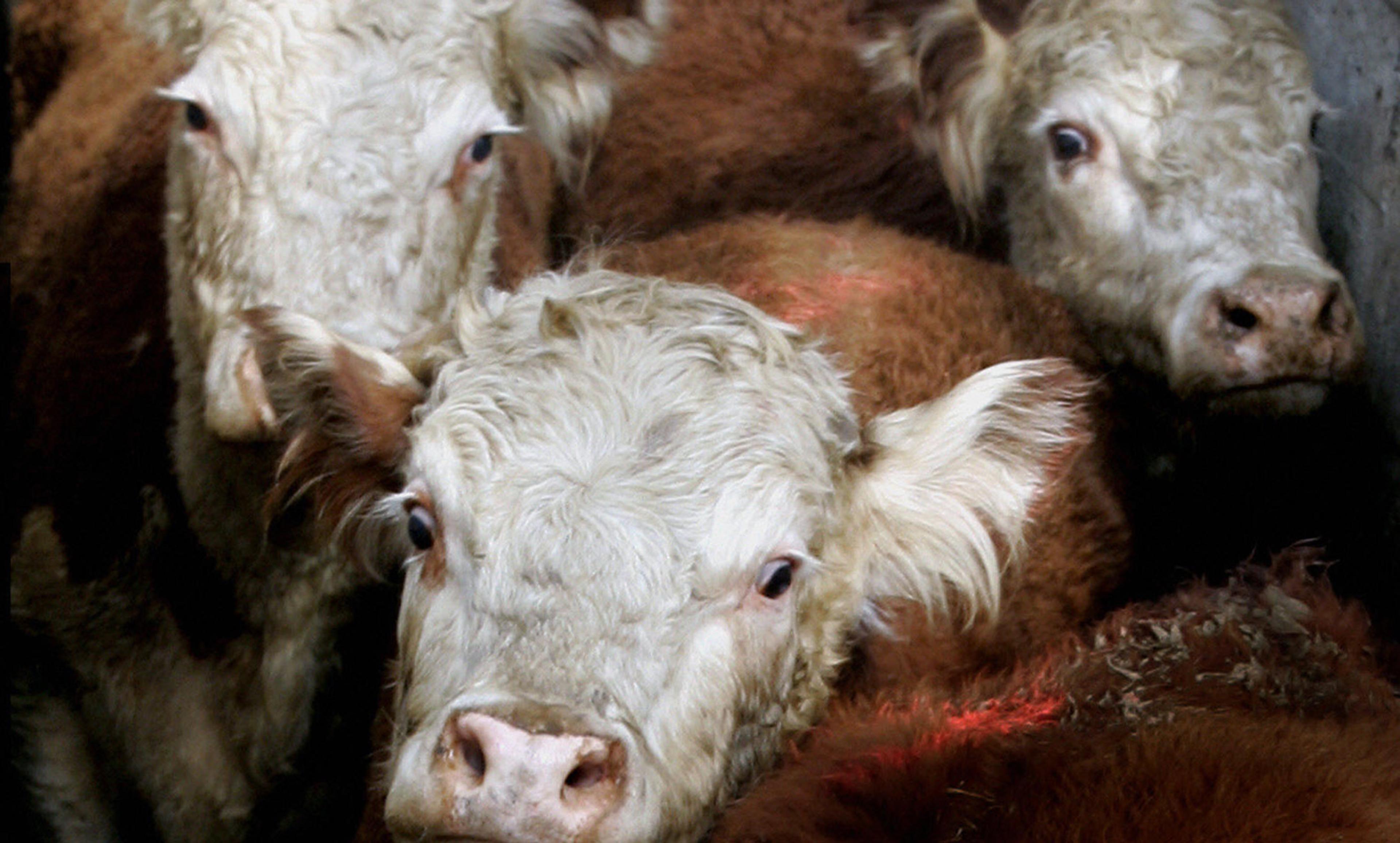<p>Hereford cattle arrive at a meat processing plant. <em>Photo by Daniel Garcia/Getty</em></p>
