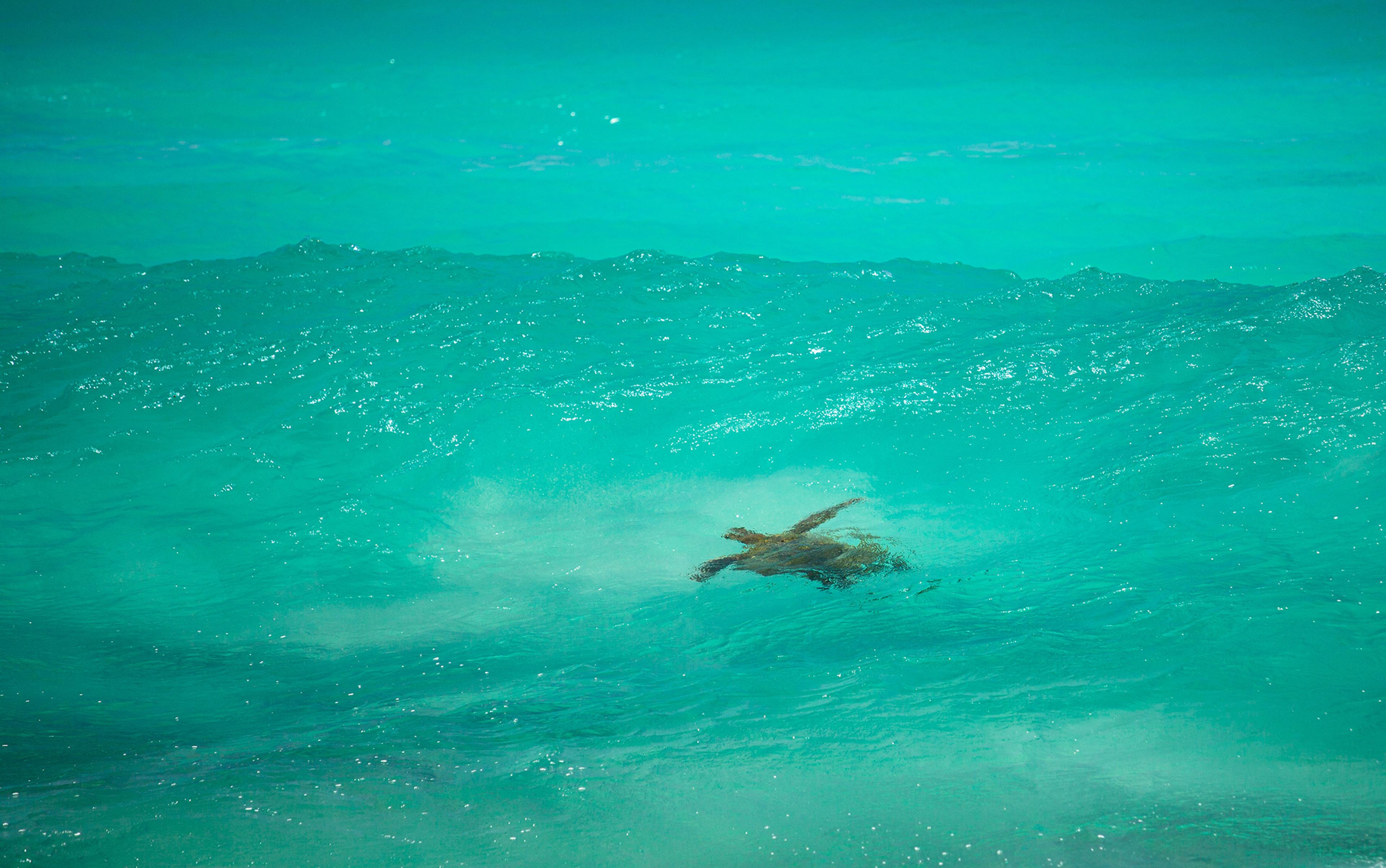 A sea turtle swimming underwater in clear turquoise water with sunlight shimmering on the surface.