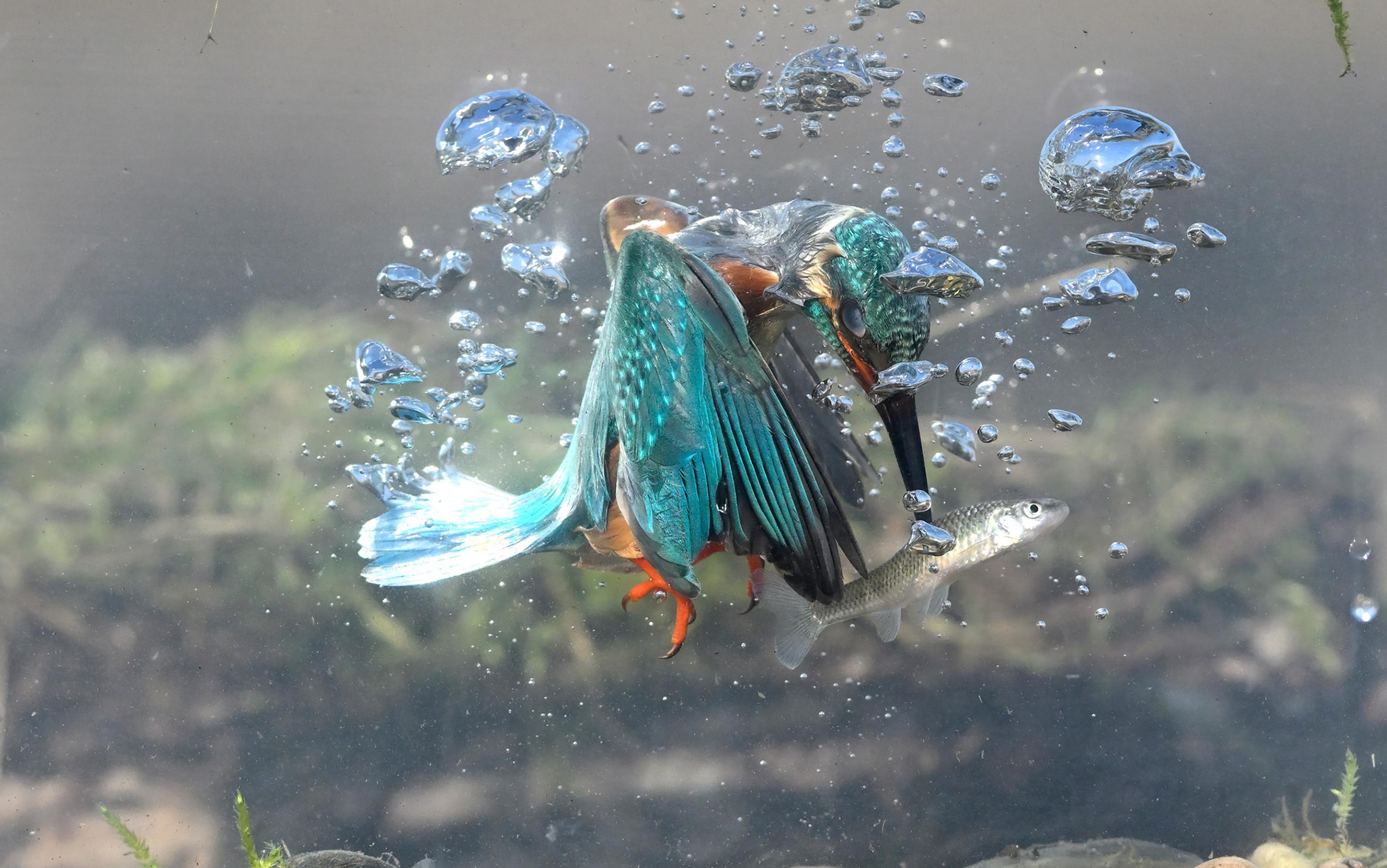 A kingfisher underwater catching a fish amid rising bubbles.