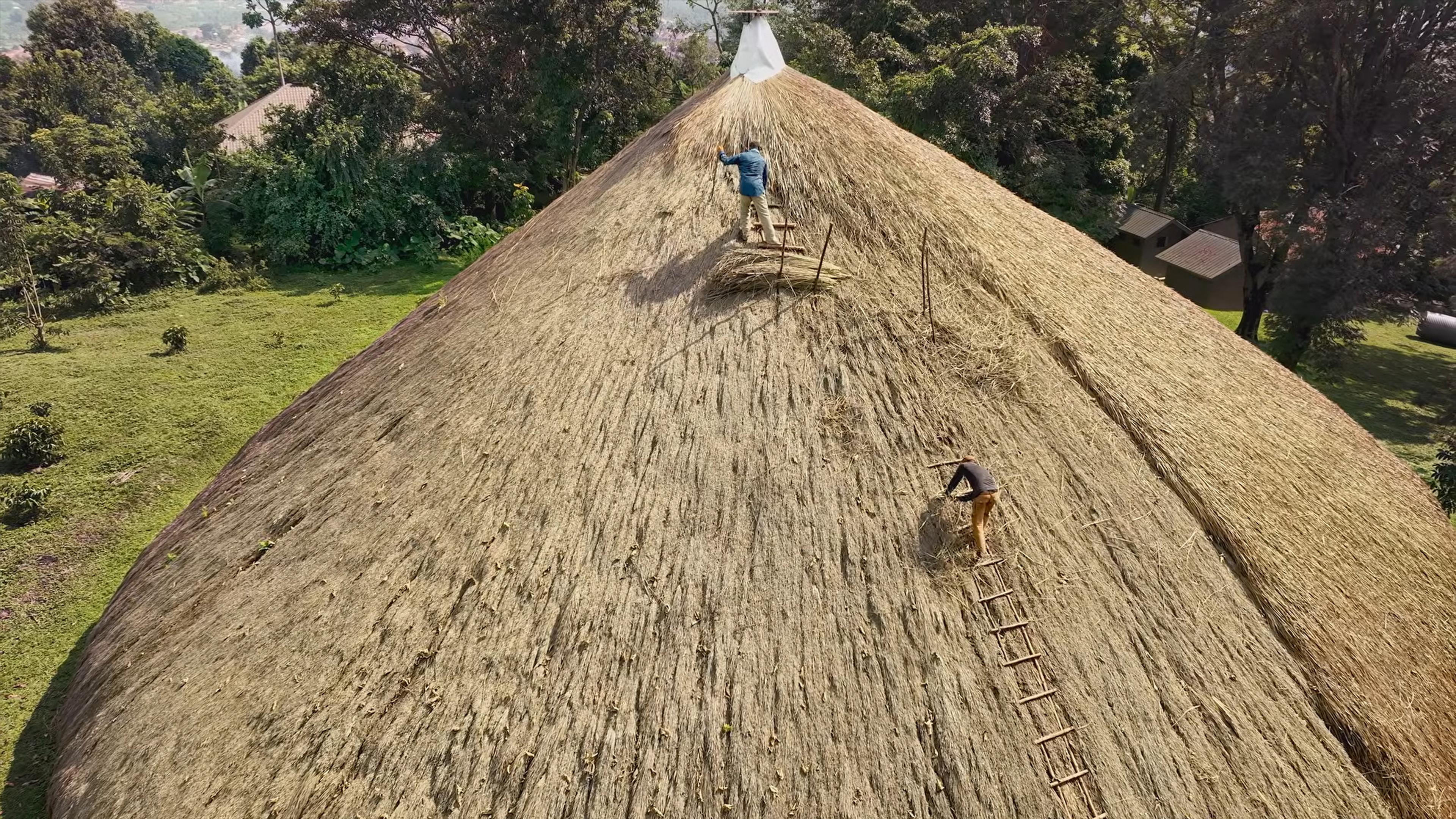 Photo of two people thatching a large conical roof with ladders surrounded by a green landscape and trees.