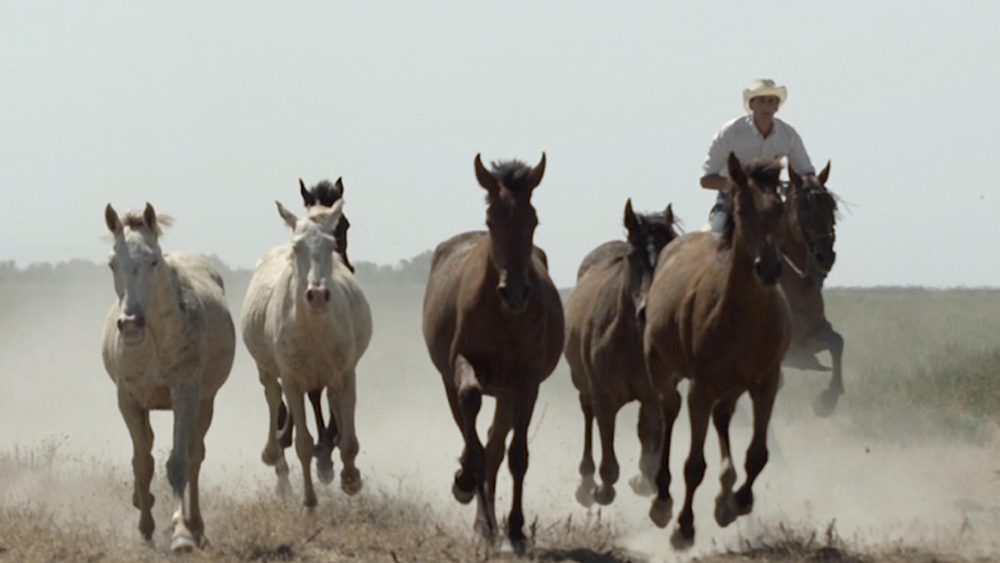 A cowboy wearing a white hat riding a horse, herding five galloping horses on a dusty plain during daytime.