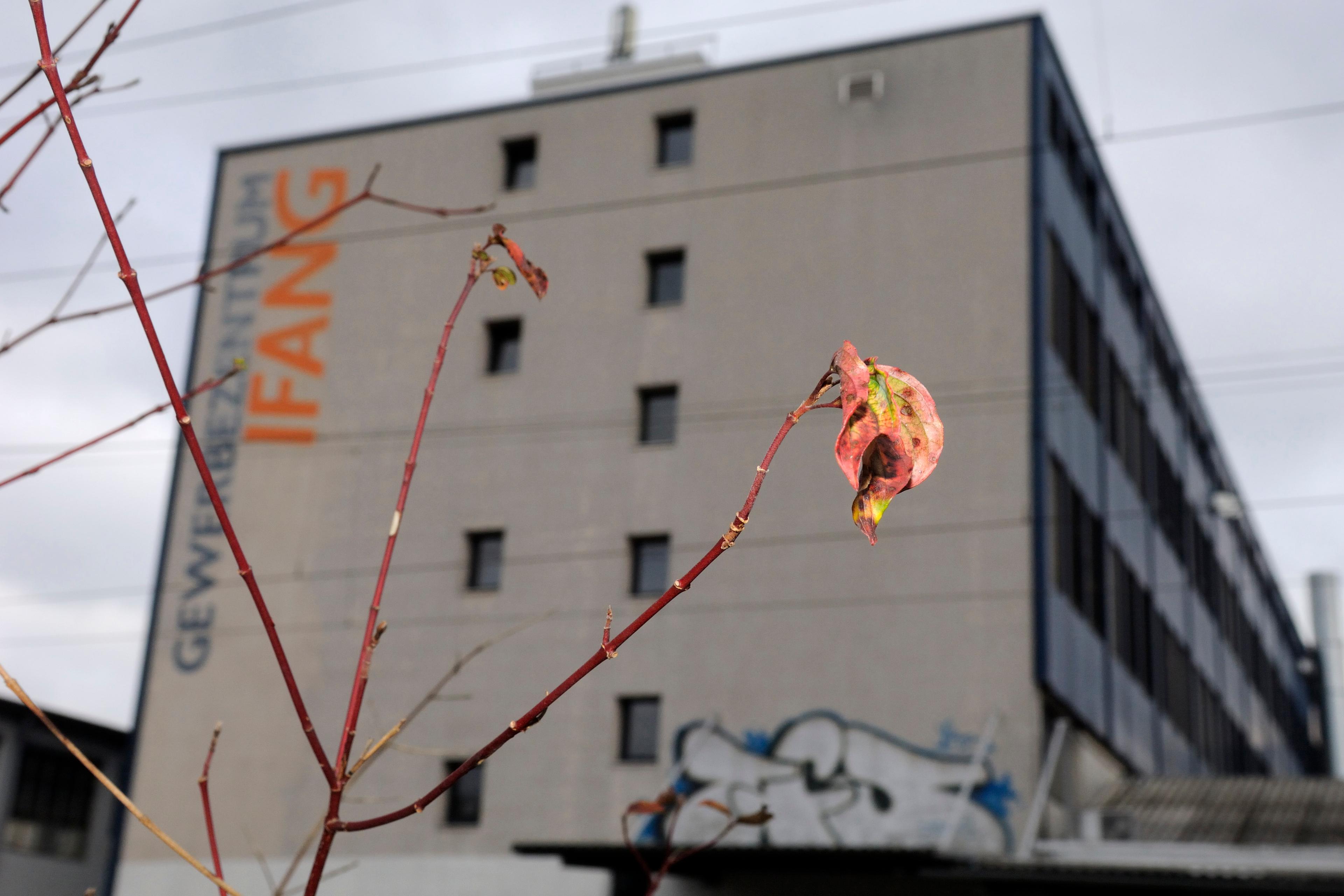 Photo of a close-up leaf on a branch, with a grey building marked “IFANG” in the blurred background.