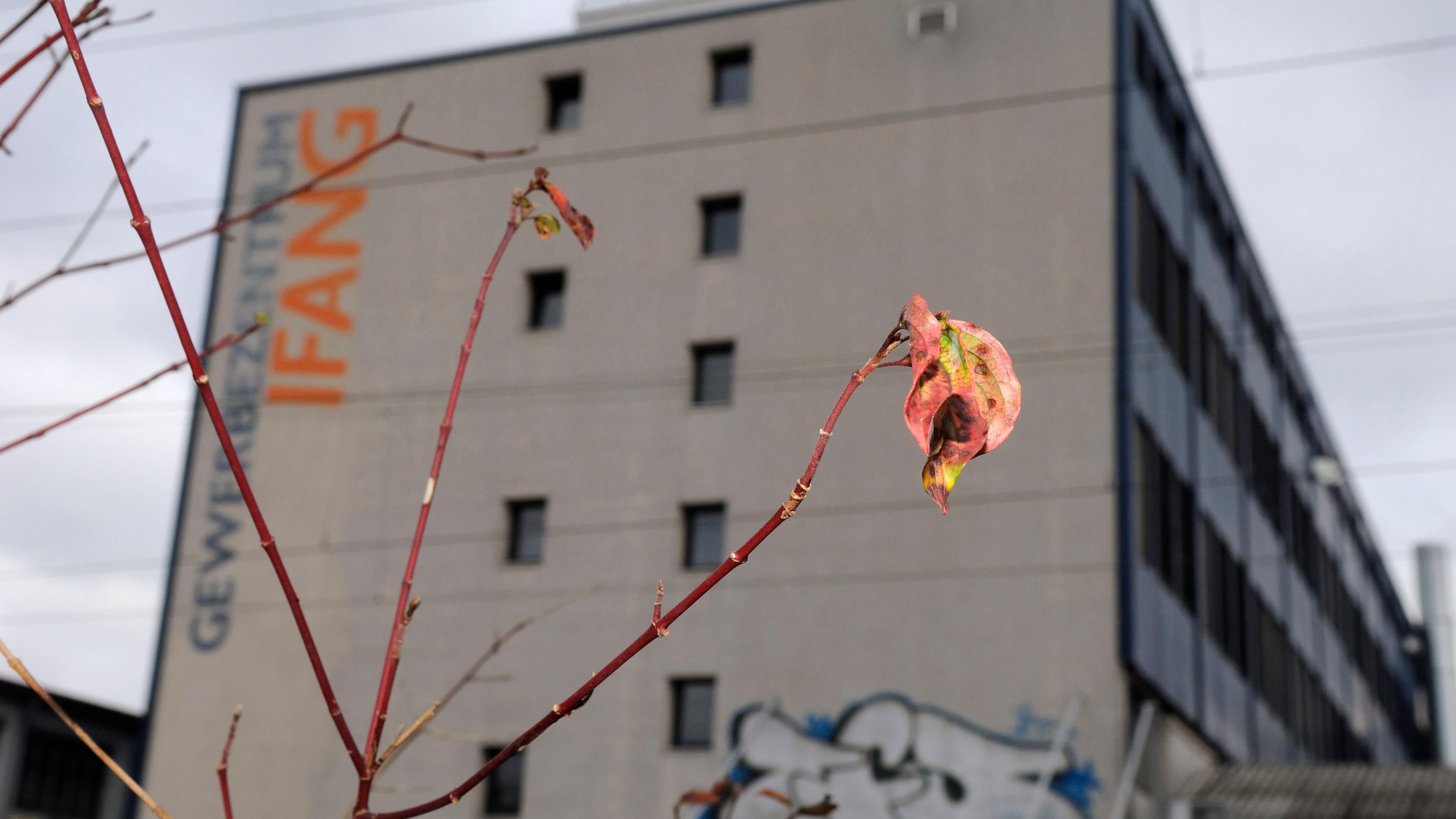 Photo of a close-up leaf on a branch, with a grey building marked “IFANG” in the blurred background.