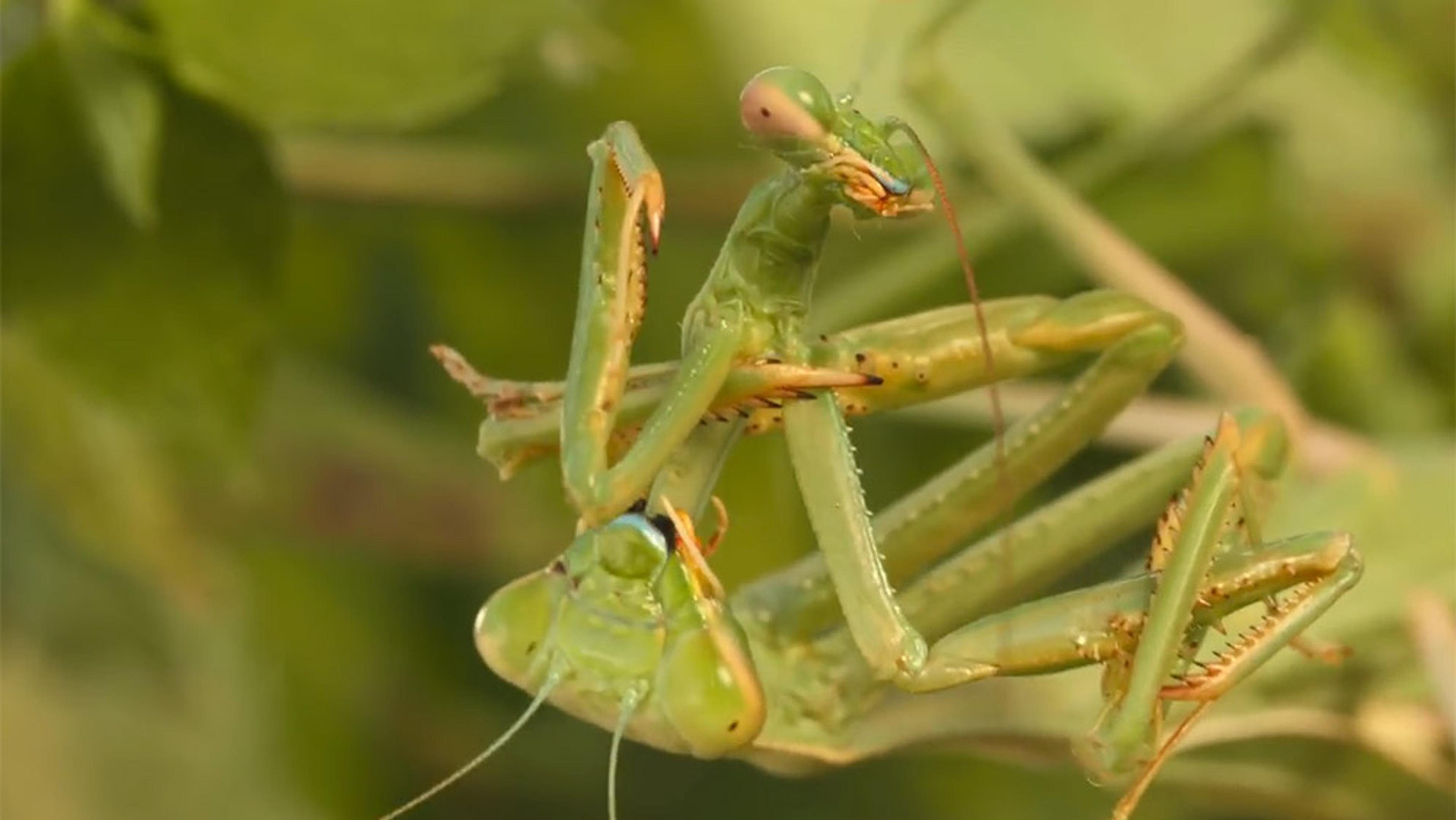 A green praying mantis clinging to a plant stem, surrounded by blurred green foliage in the background.