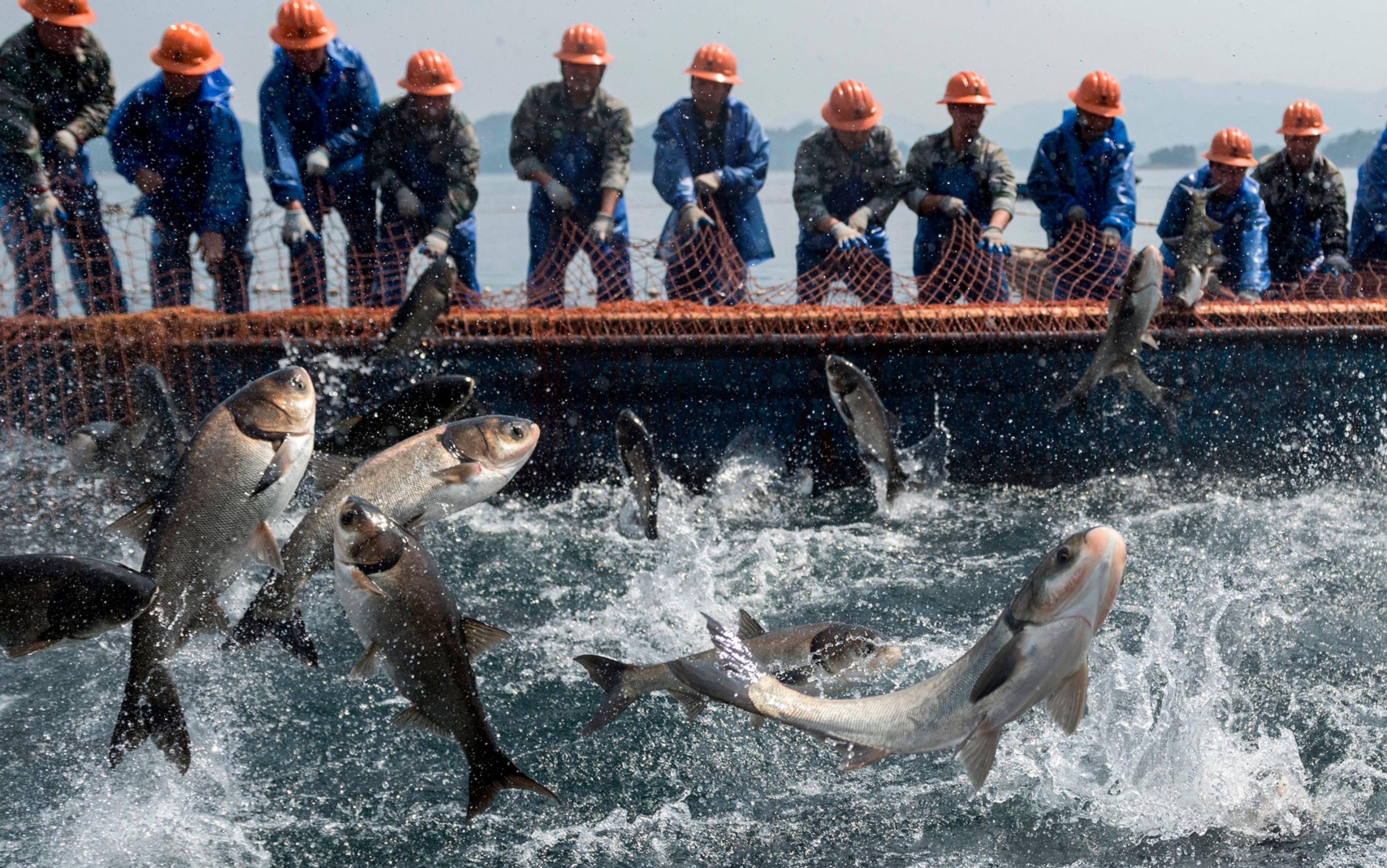 The New Fish: The Truth about Farmed Salmon and the Consequences