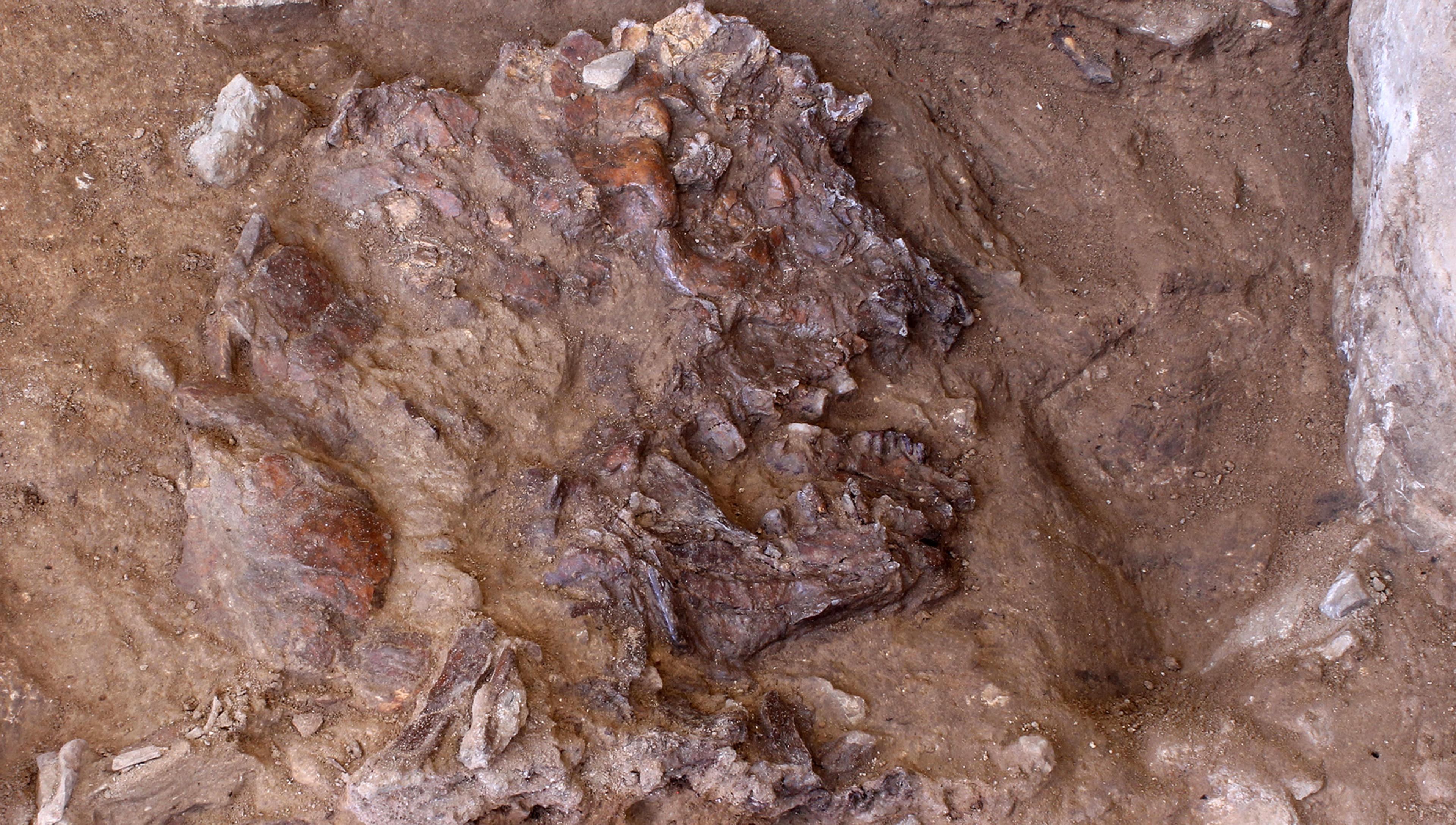 The bone outline of a skull is seen in relief where excavated on a cave floor