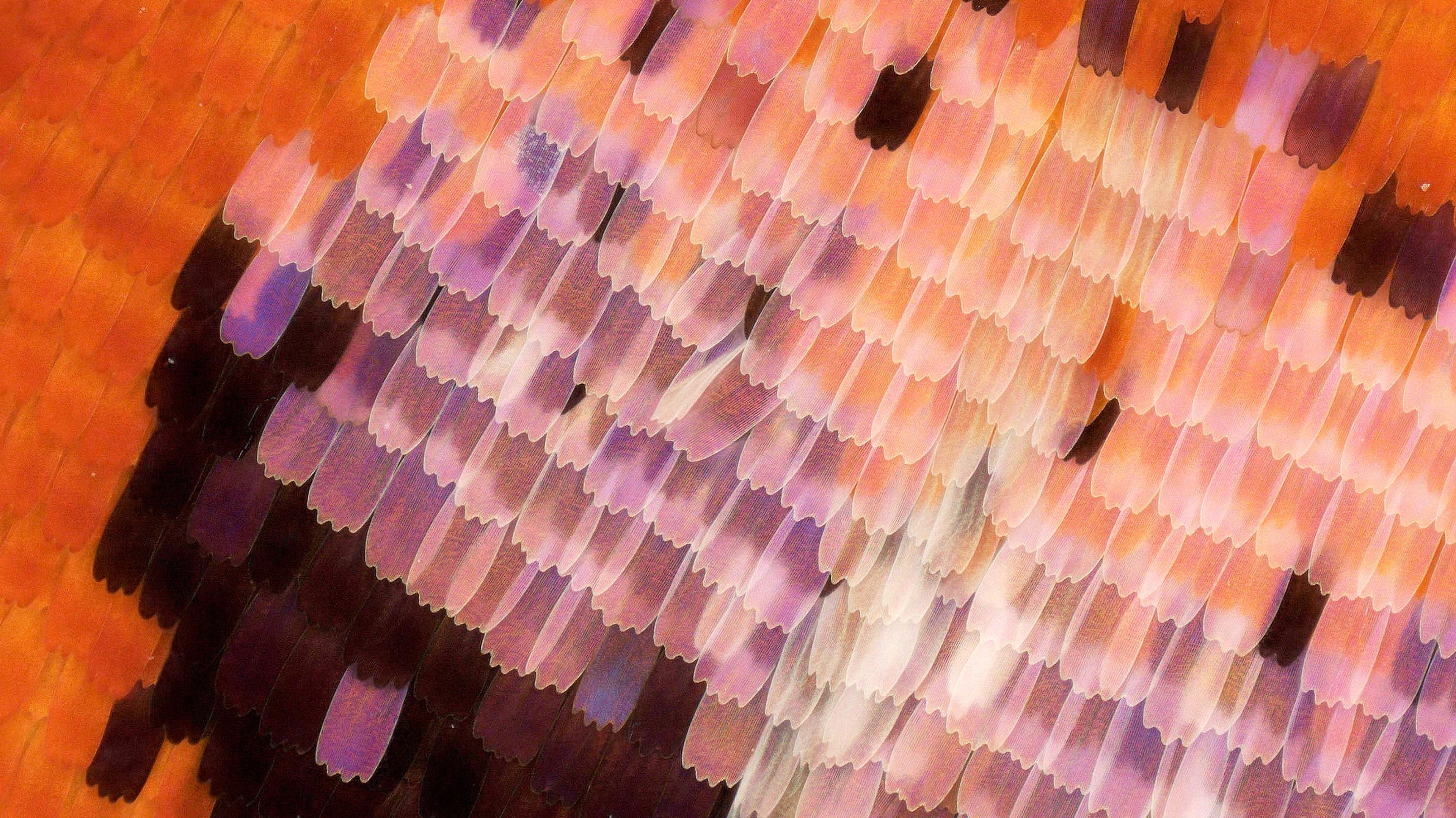 Close-up photo of butterfly wing scales in shades of orange, pink, white and black arranged in a mosaic-like pattern.