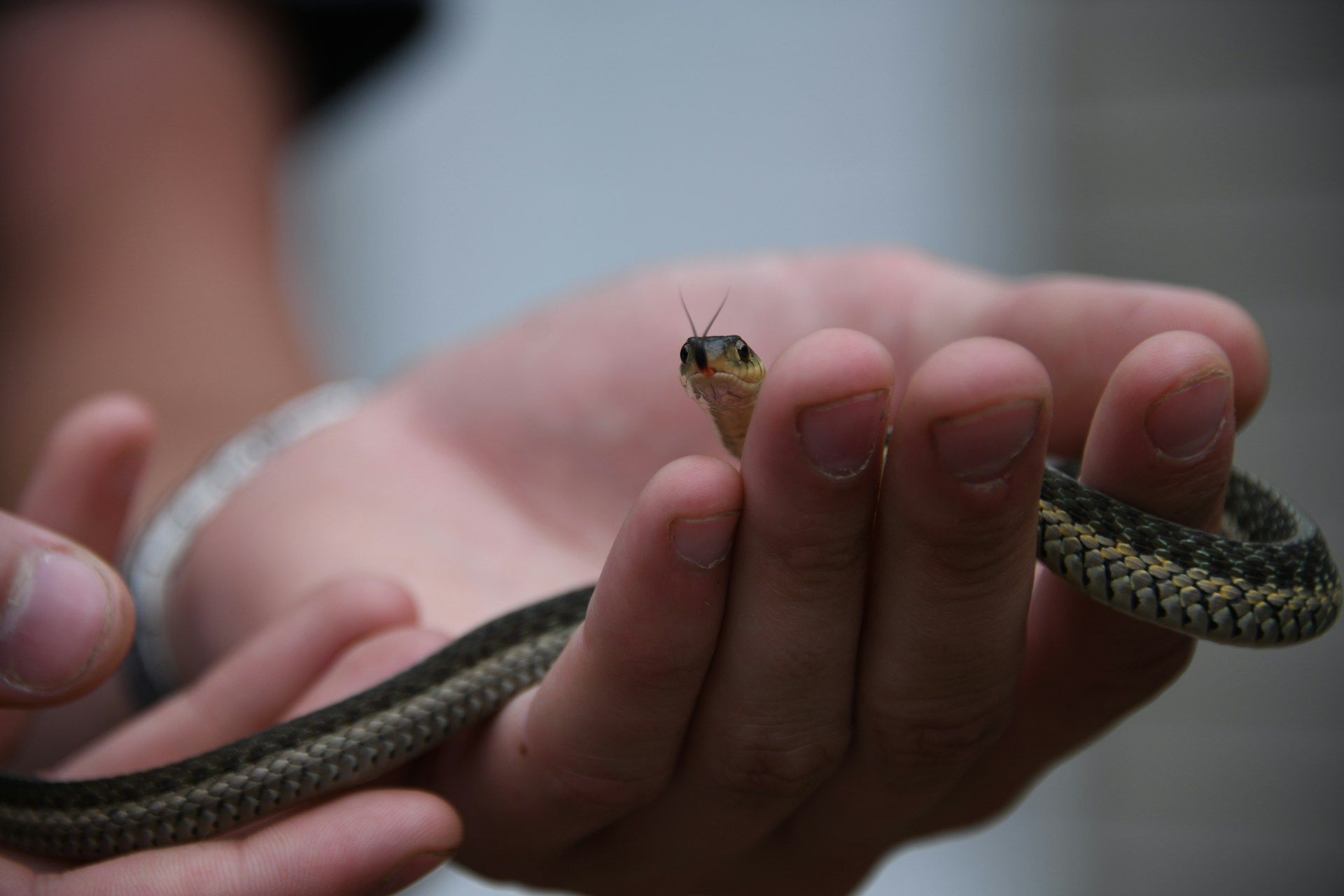 A small snake held gently in human hands, showing its head and body with a blurred background.