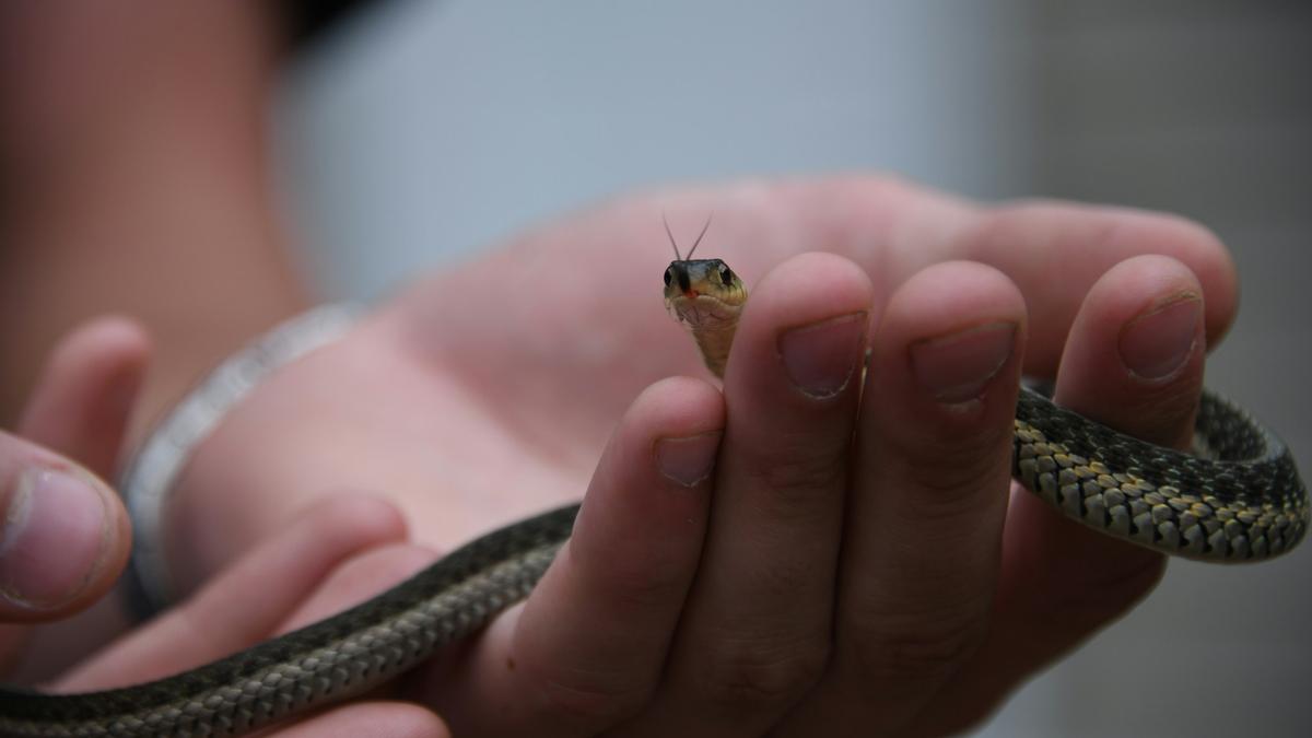 A small snake held gently in human hands, showing its head and body with a blurred background.