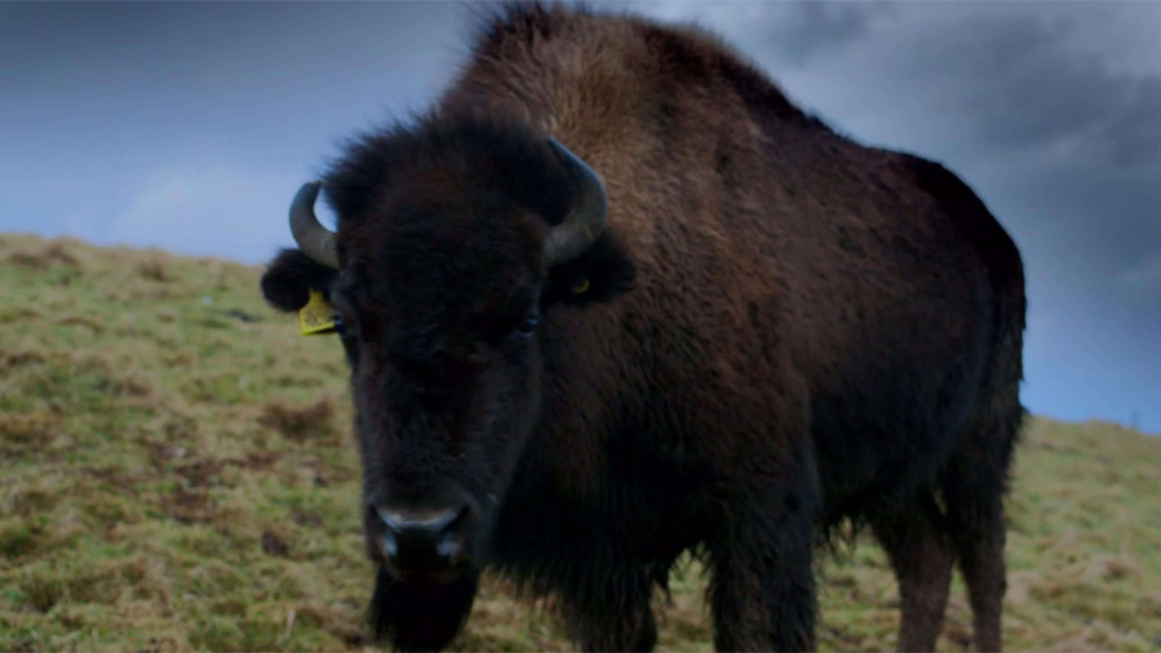Photo of an American bison, or buffalo, standing on grassy terrain with a cloudy sky in the background.
