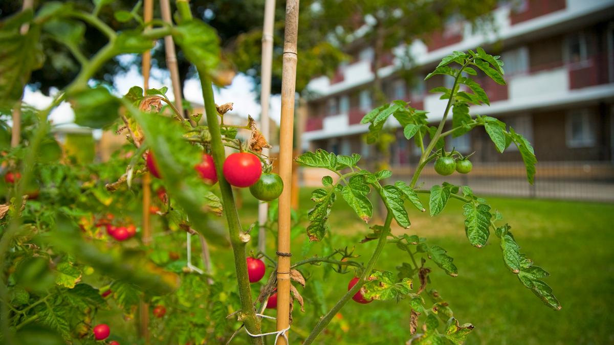 Tomato plants with red and green tomatoes in a garden setting against a blurred background of a building and grass.