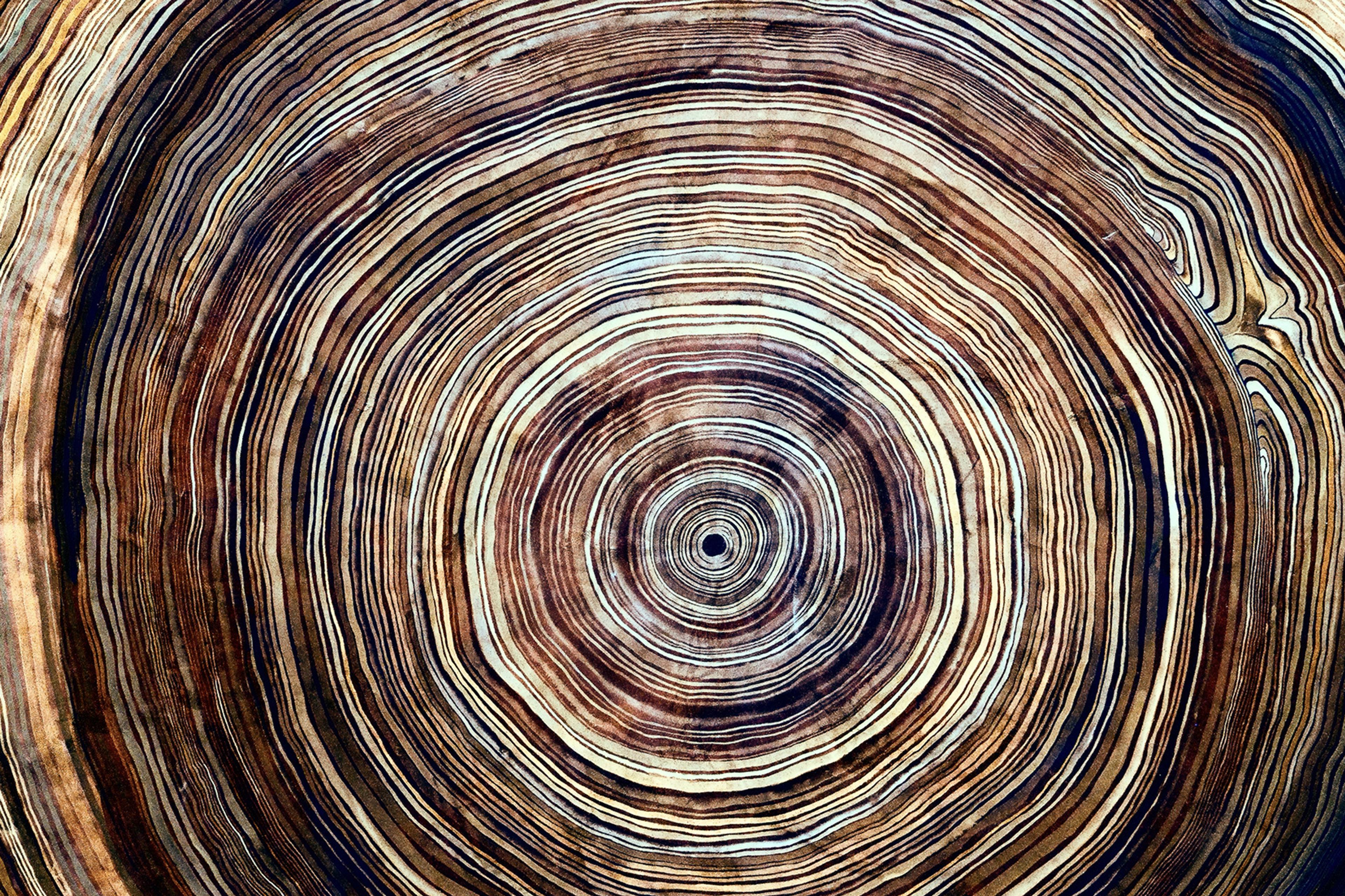 Close-up photo of tree rings showing concentric circles in varying shades of brown and beige.