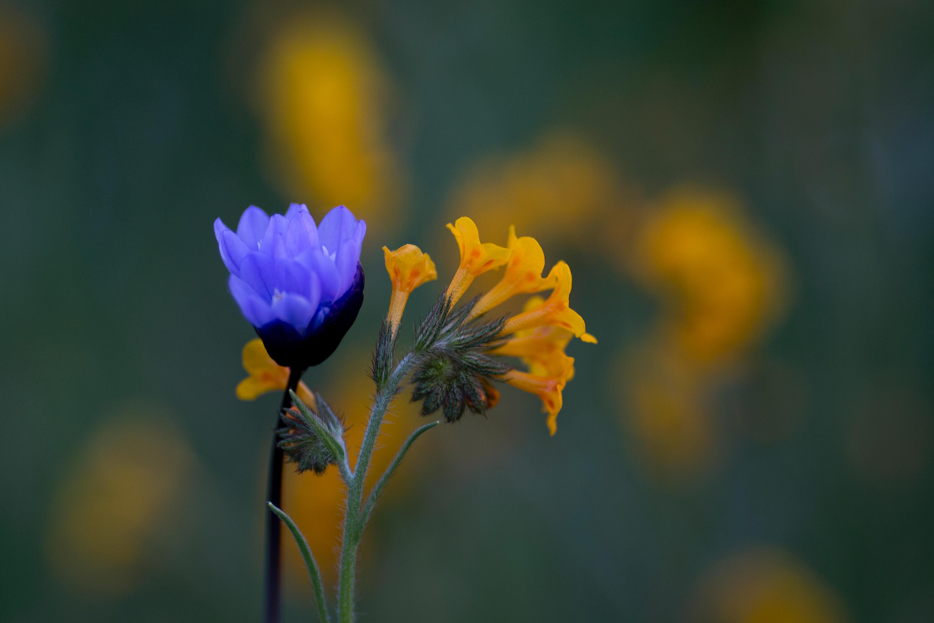 Photo of a vibrant blue flower beside orange flowers with a blurred green background.