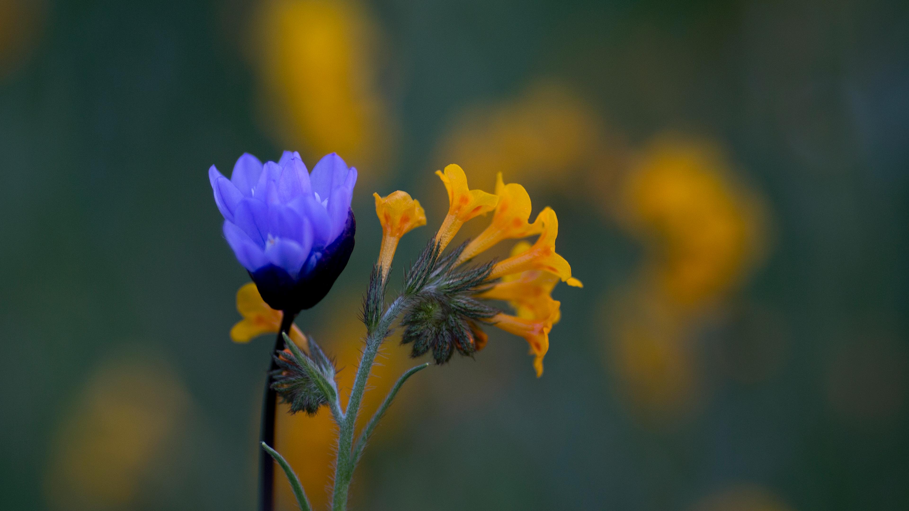 Photo of a vibrant blue flower beside orange flowers with a blurred green background.