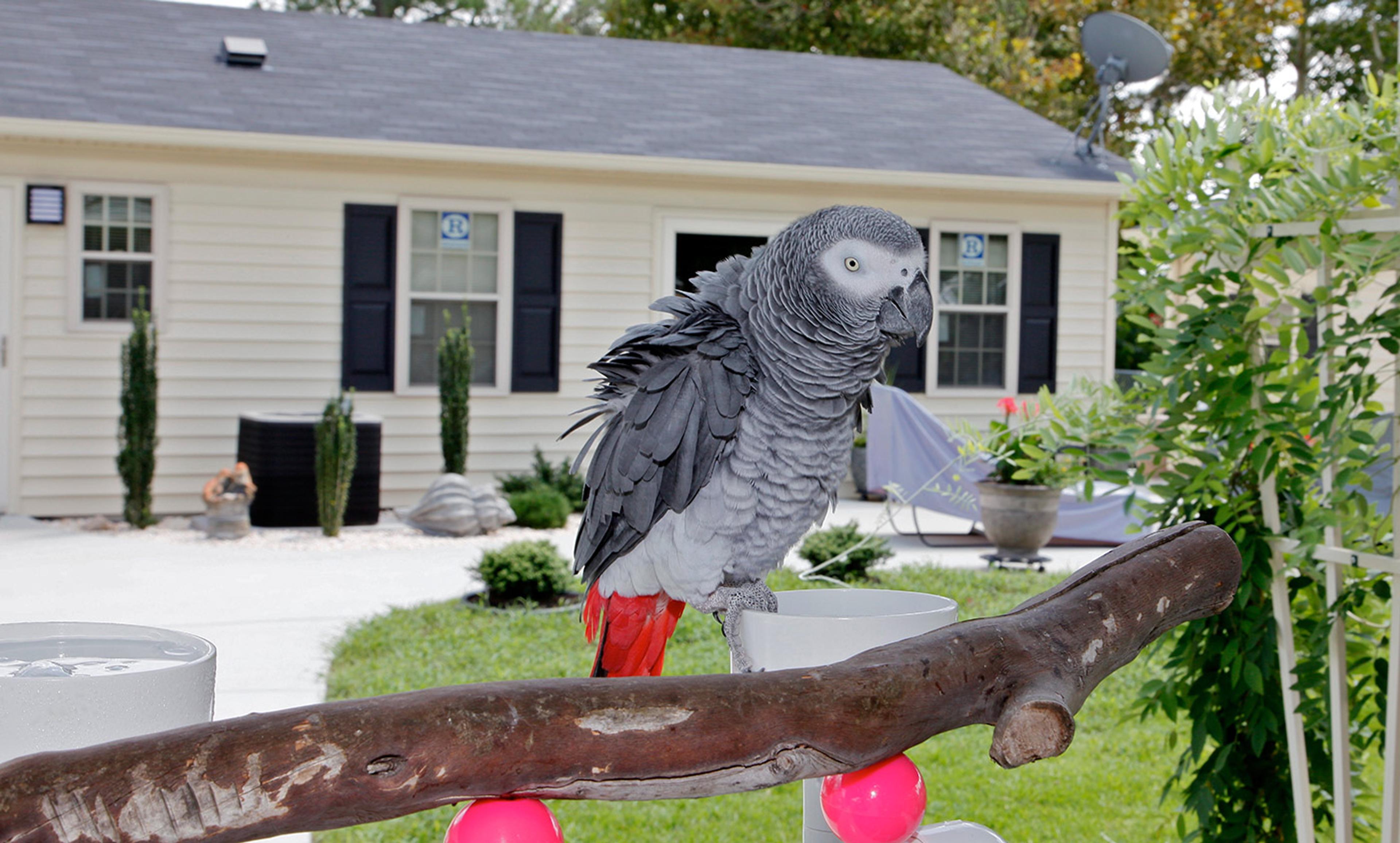 An African Grey Parrot perched on a wooden branch in front of a cream house with black shutters and greenery.