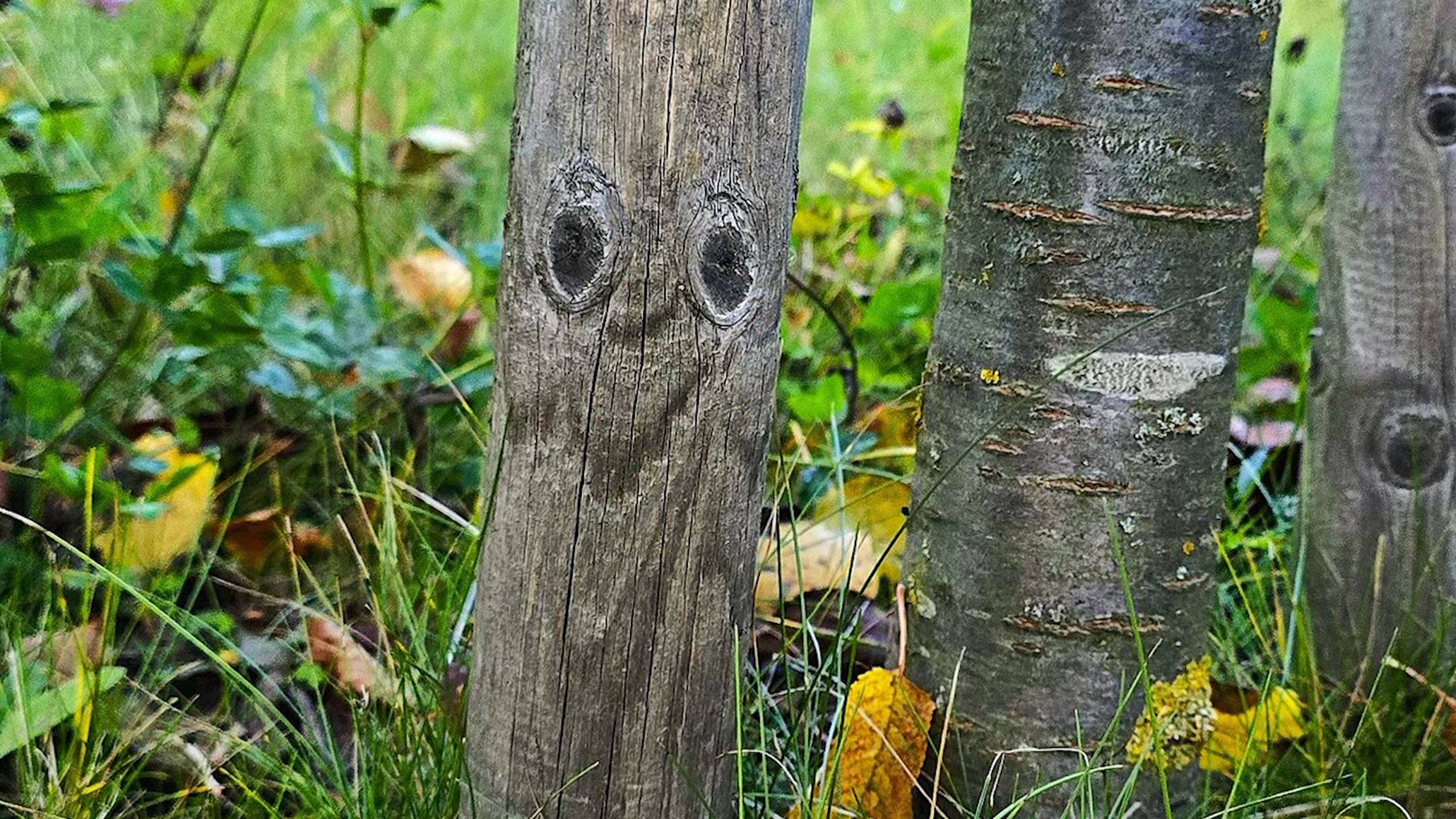 The power of pareidolia