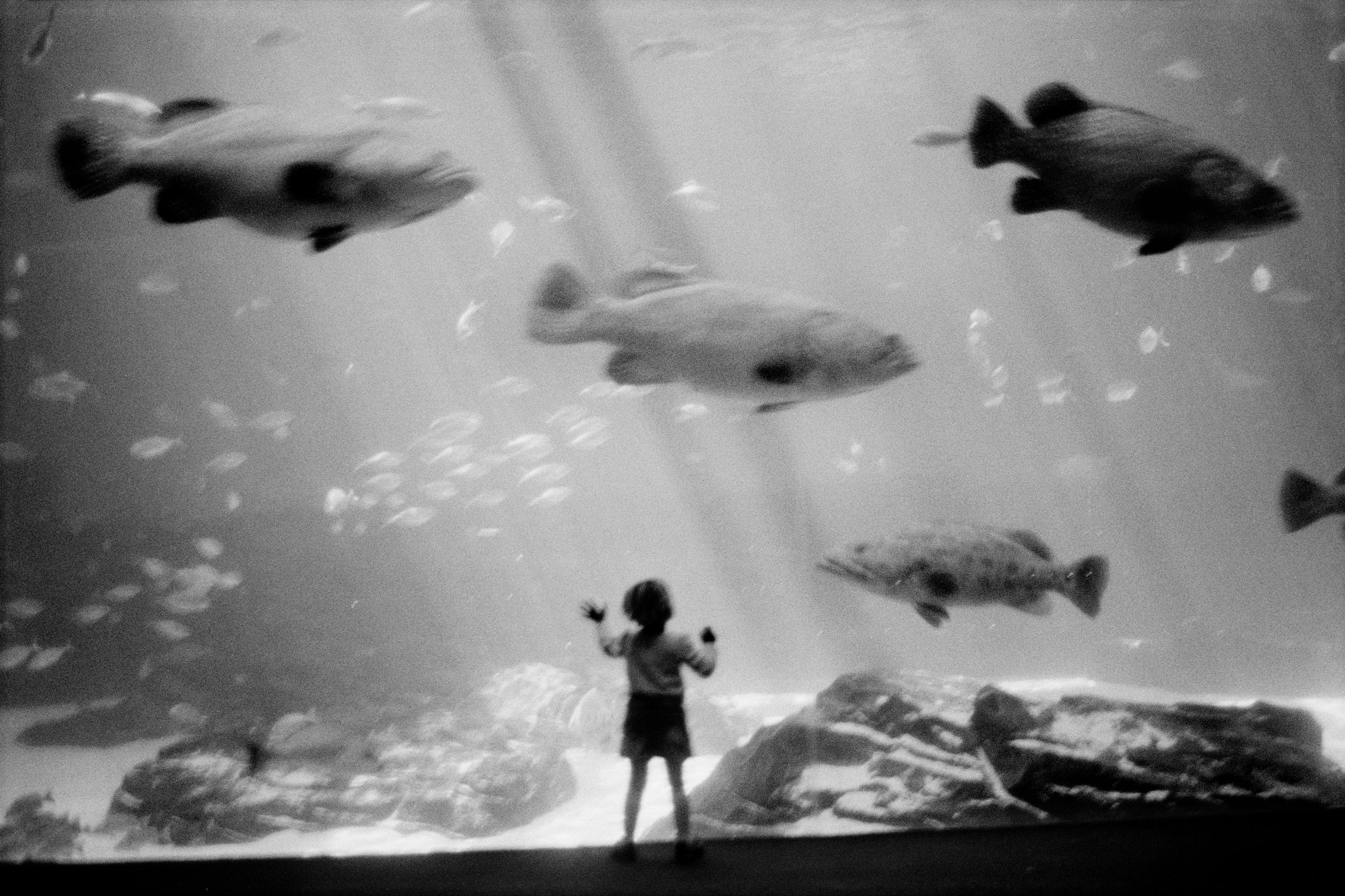 Black and white photo of a child watching large fish swim in an aquarium tank illuminated by beams of light.