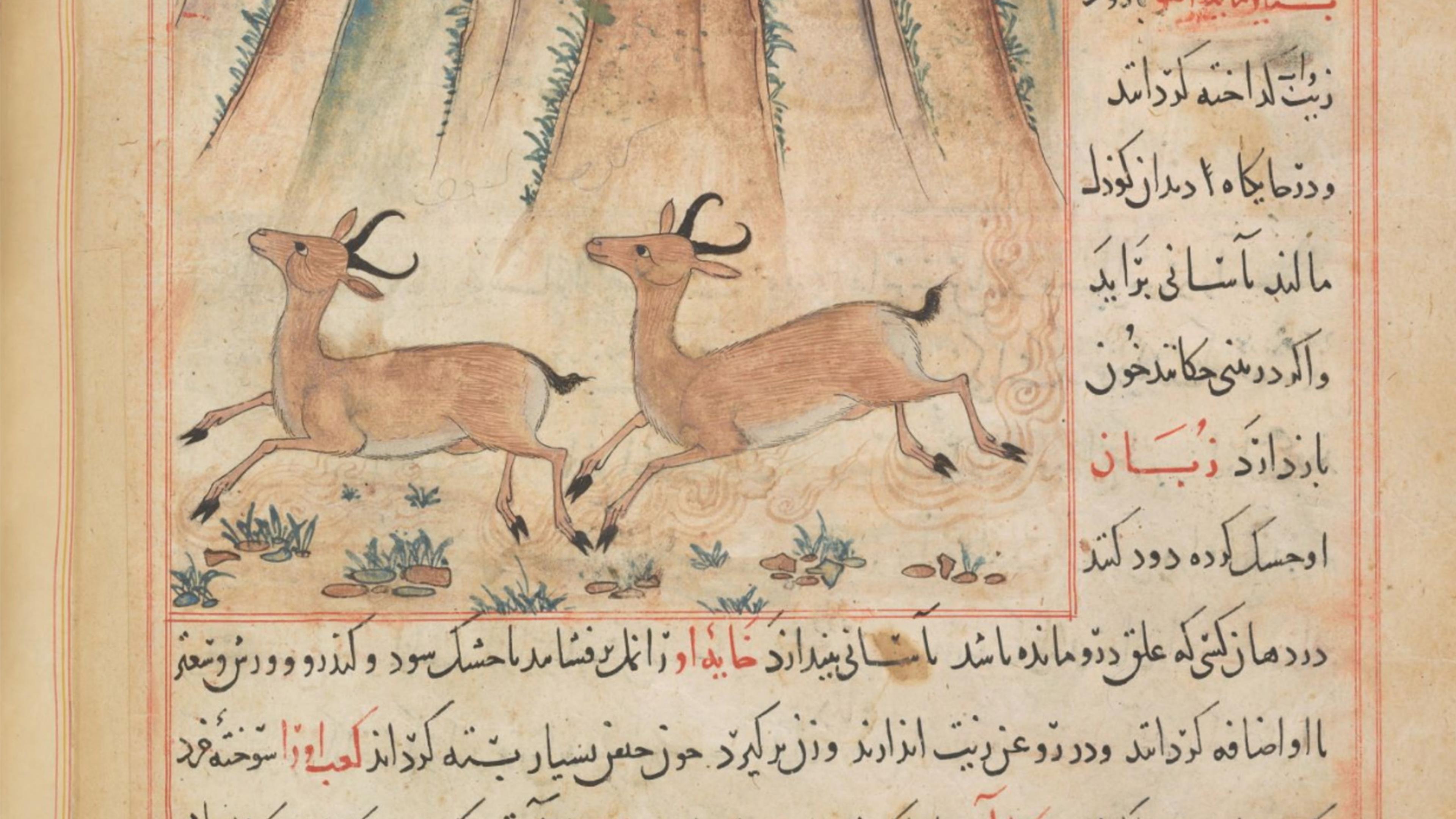 Illustration of two deer running in a forest with Arabic script on the side and bottom, from a historical manuscript.