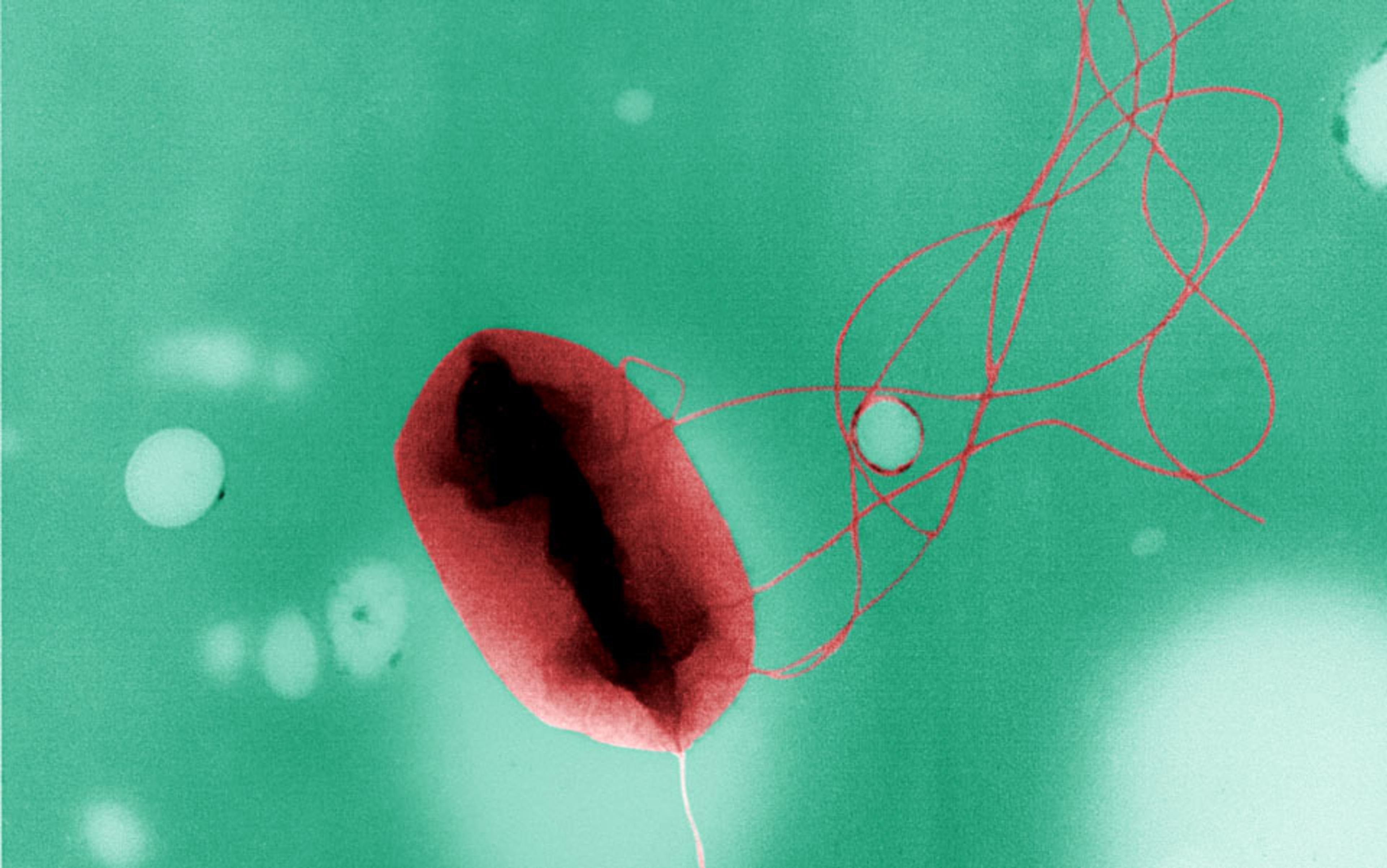 Coloured electron microscope image of a bacterium with red flagella set against a green background.
