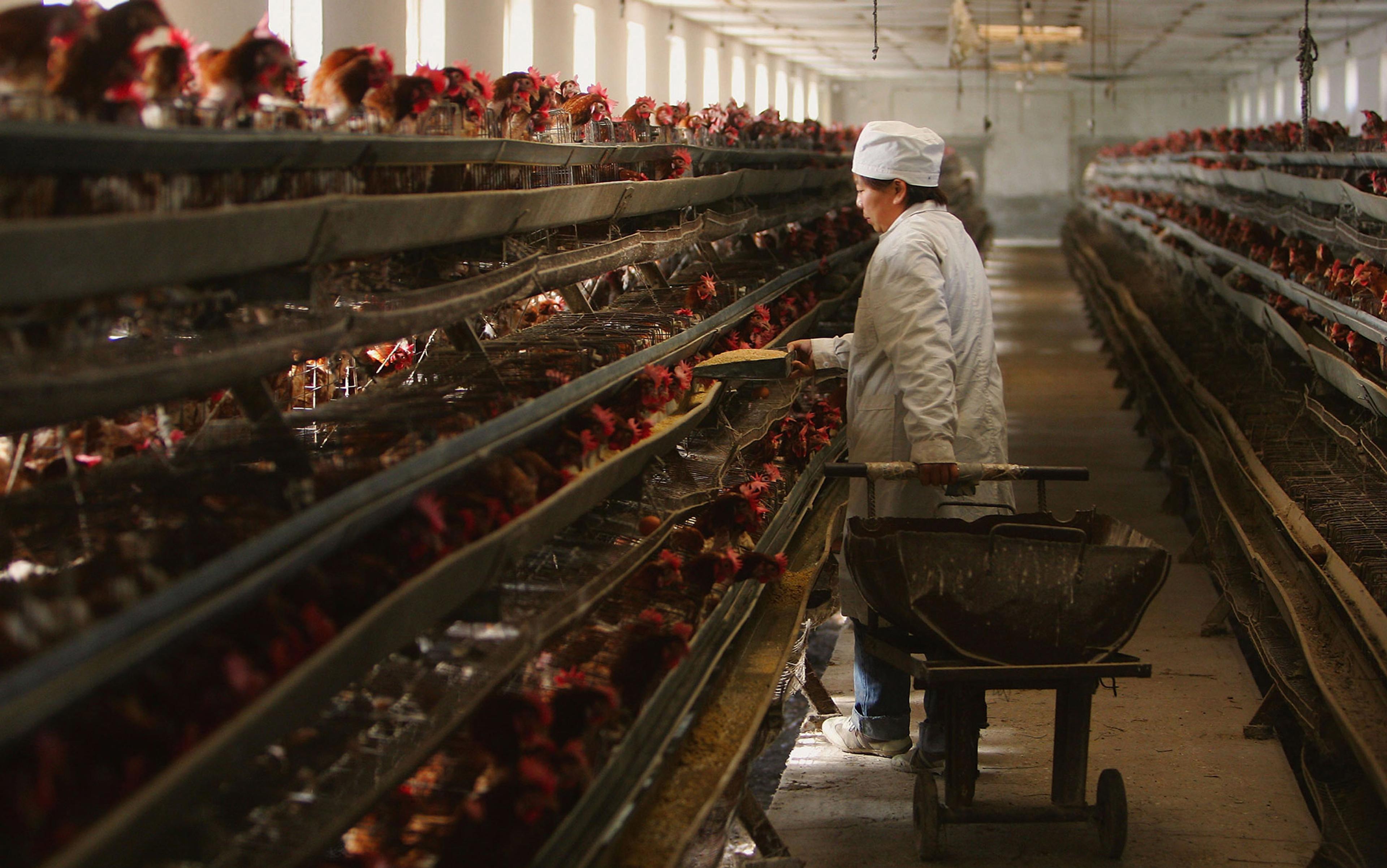 A worker in a white coat feeding chickens in a long, narrow poultry farm with multi-tiered cages and natural light from windows.