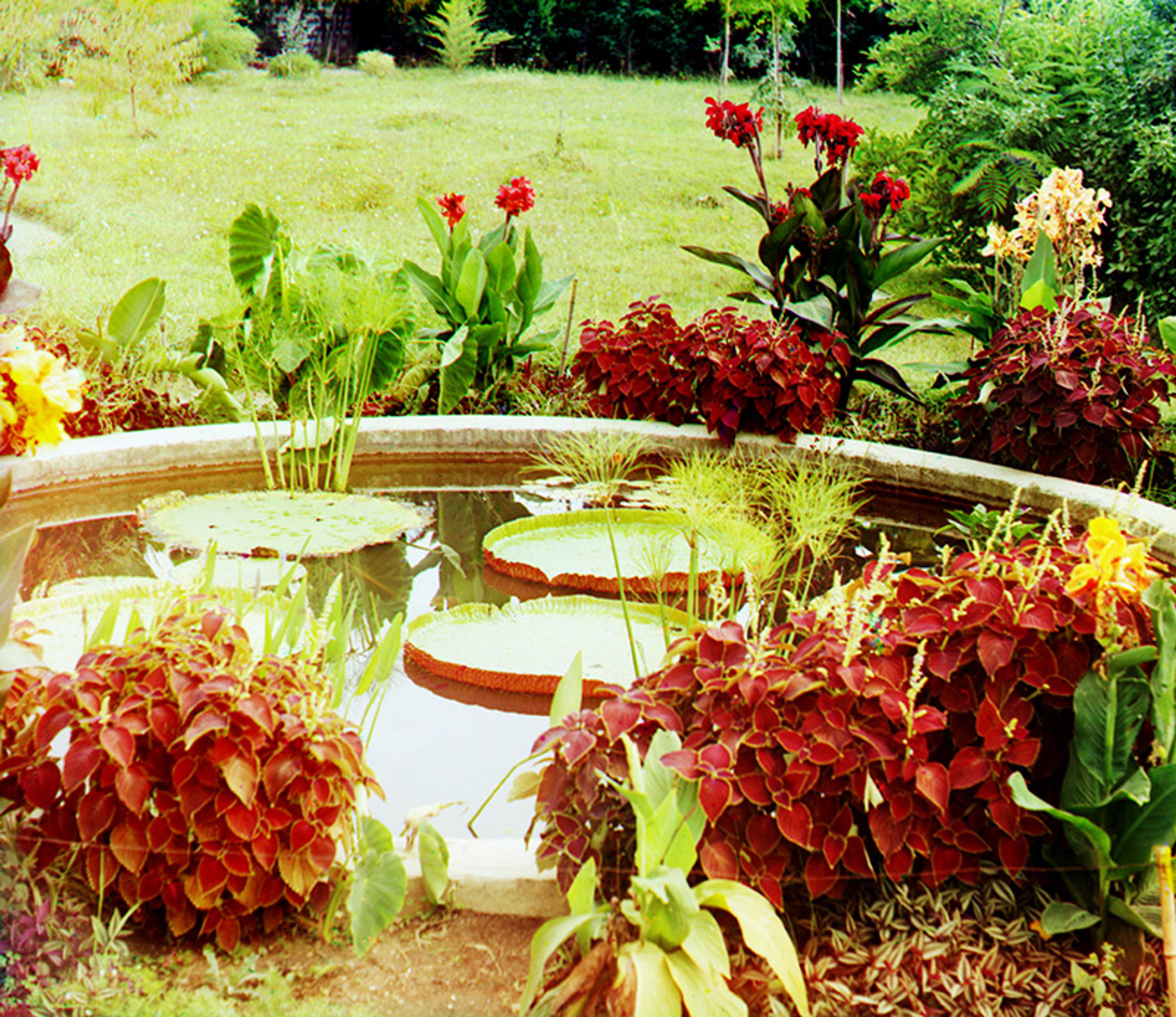 Colourised photo of a circular garden pond with large lily pads, surrounded by vibrant red and green foliage and various flowering plants.