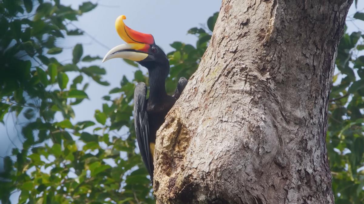 Hornbill-eiland