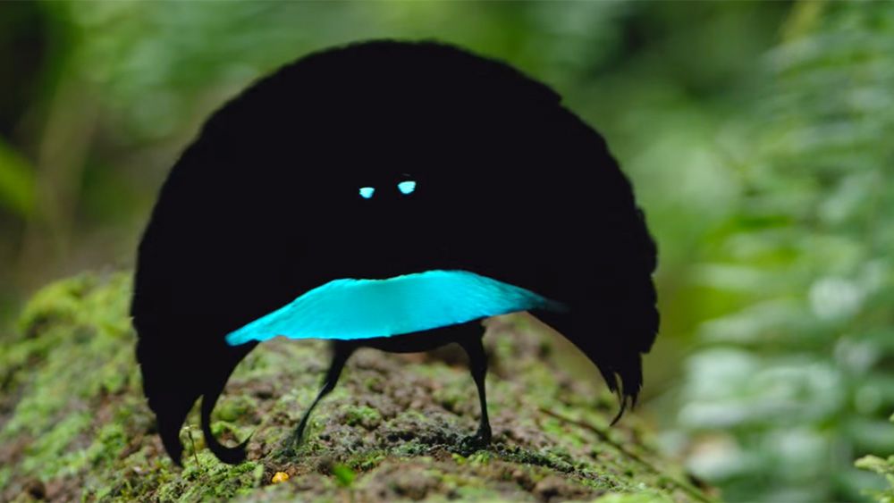 This bird-of-paradise in New Guinea sounds like something from