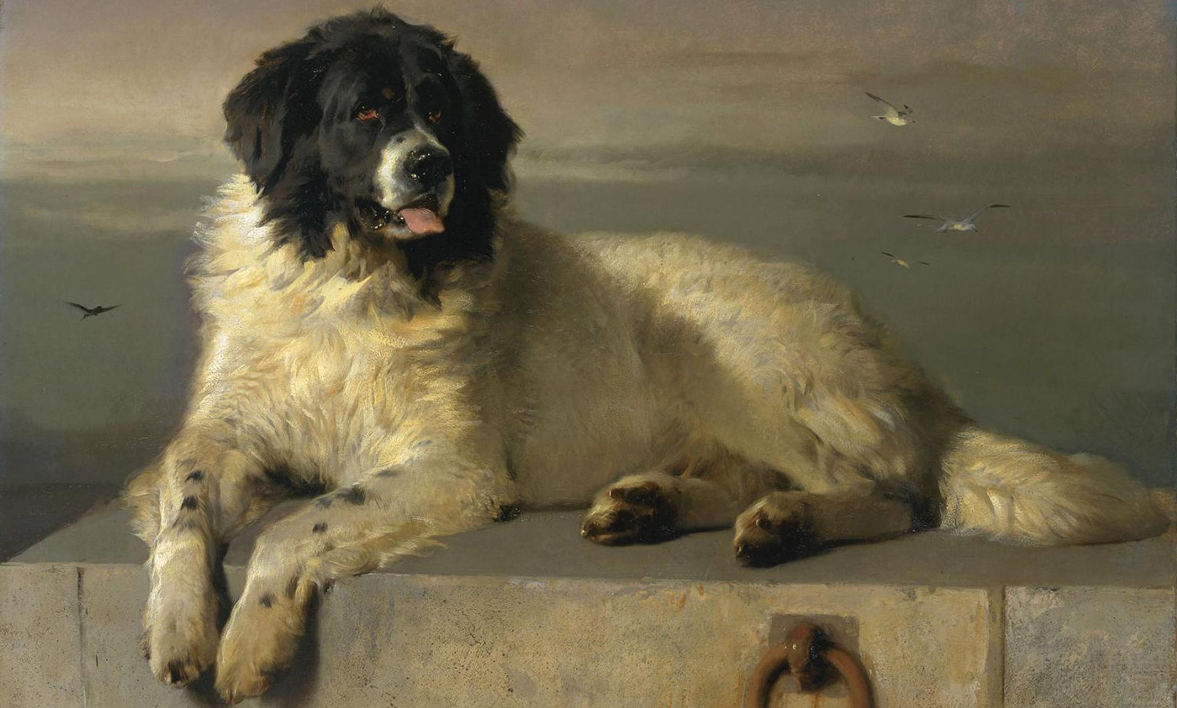 <p><em>A Distinguished Member of the Humane Society (</em>1831) by Edward Landseer. ‘Bob’ a Newfoundland dog, saved 23 persons from drowning on the London docks and was made a distinguished member of the Royal Humane Society. <em>Courtesy Wikipedia</em></p>