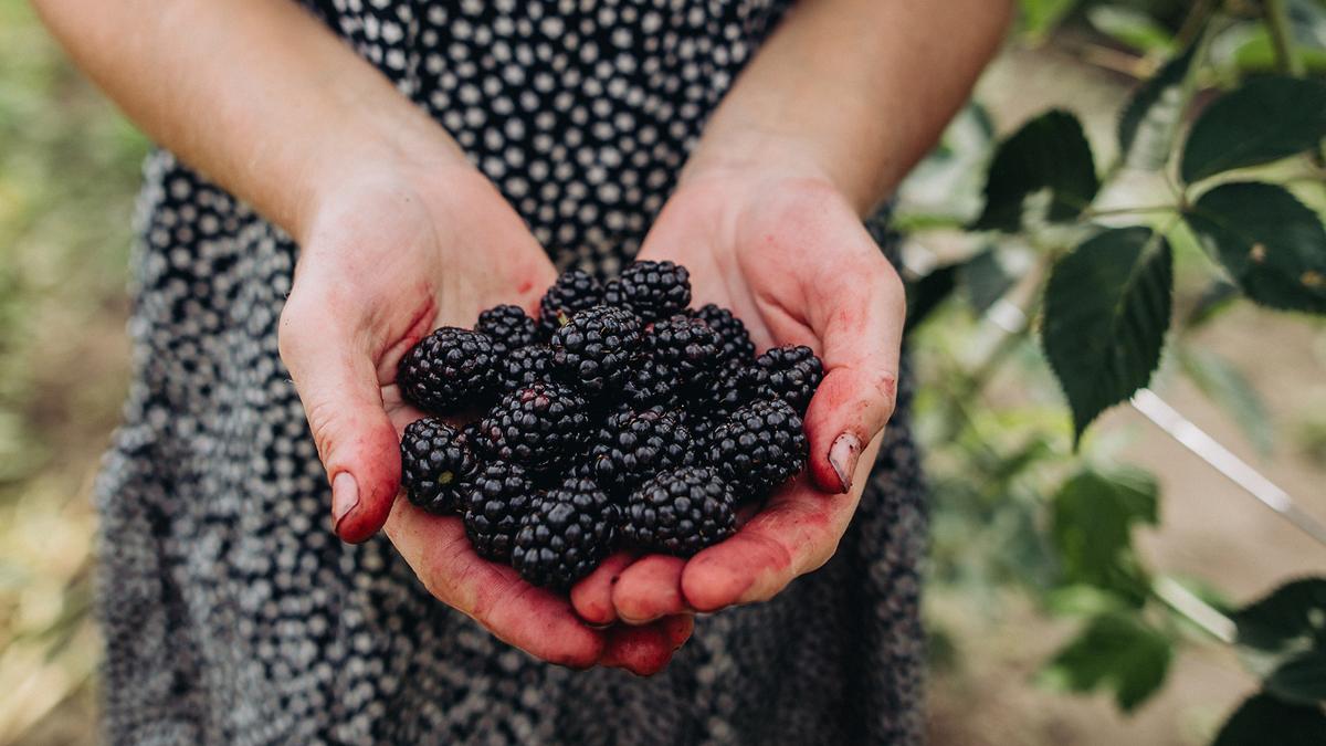 Hands holding freshly picked blackberries, with a background of green leaves and a black and white spotted dress.