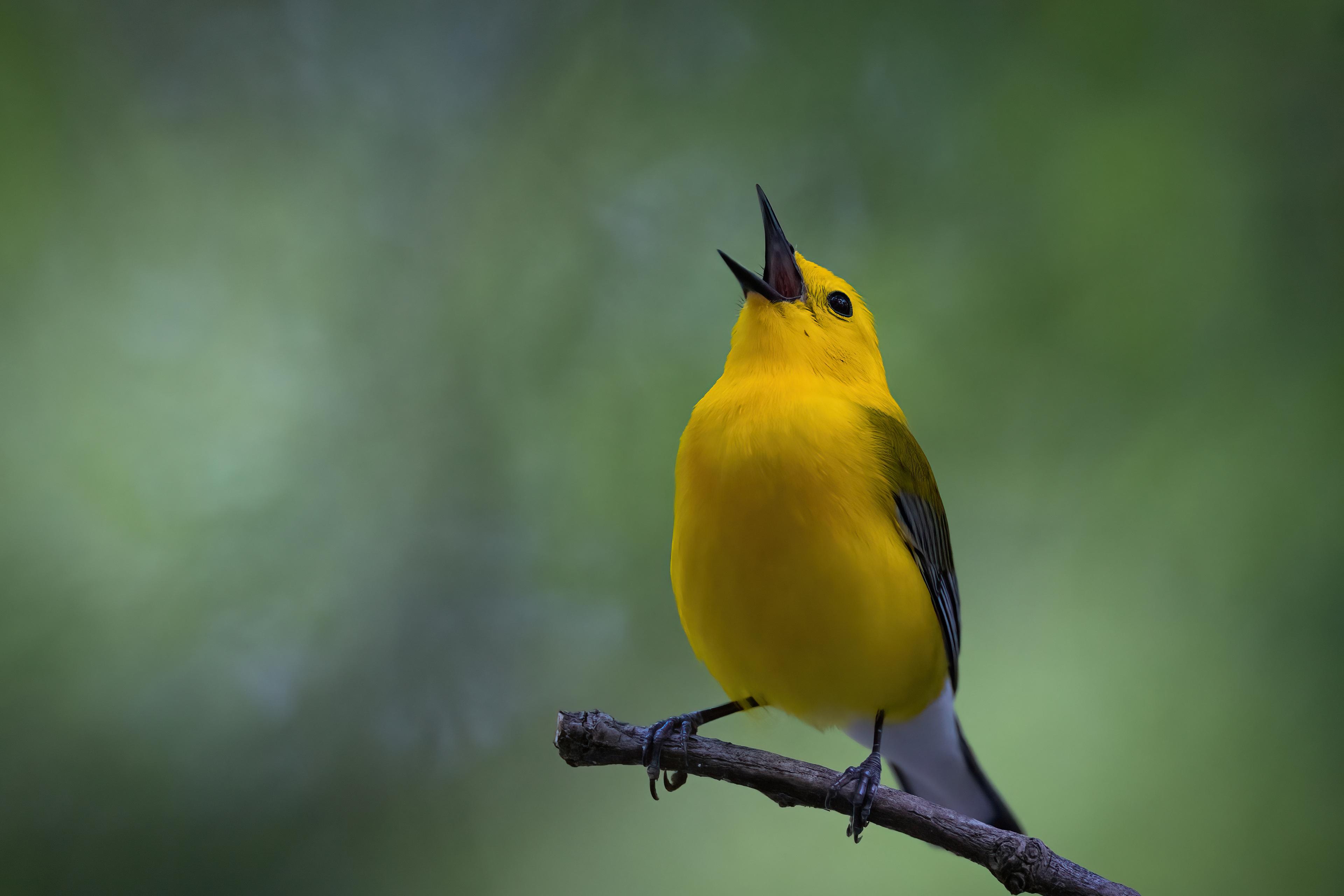 A small yellow bird singing on a branch with a blurred green background.