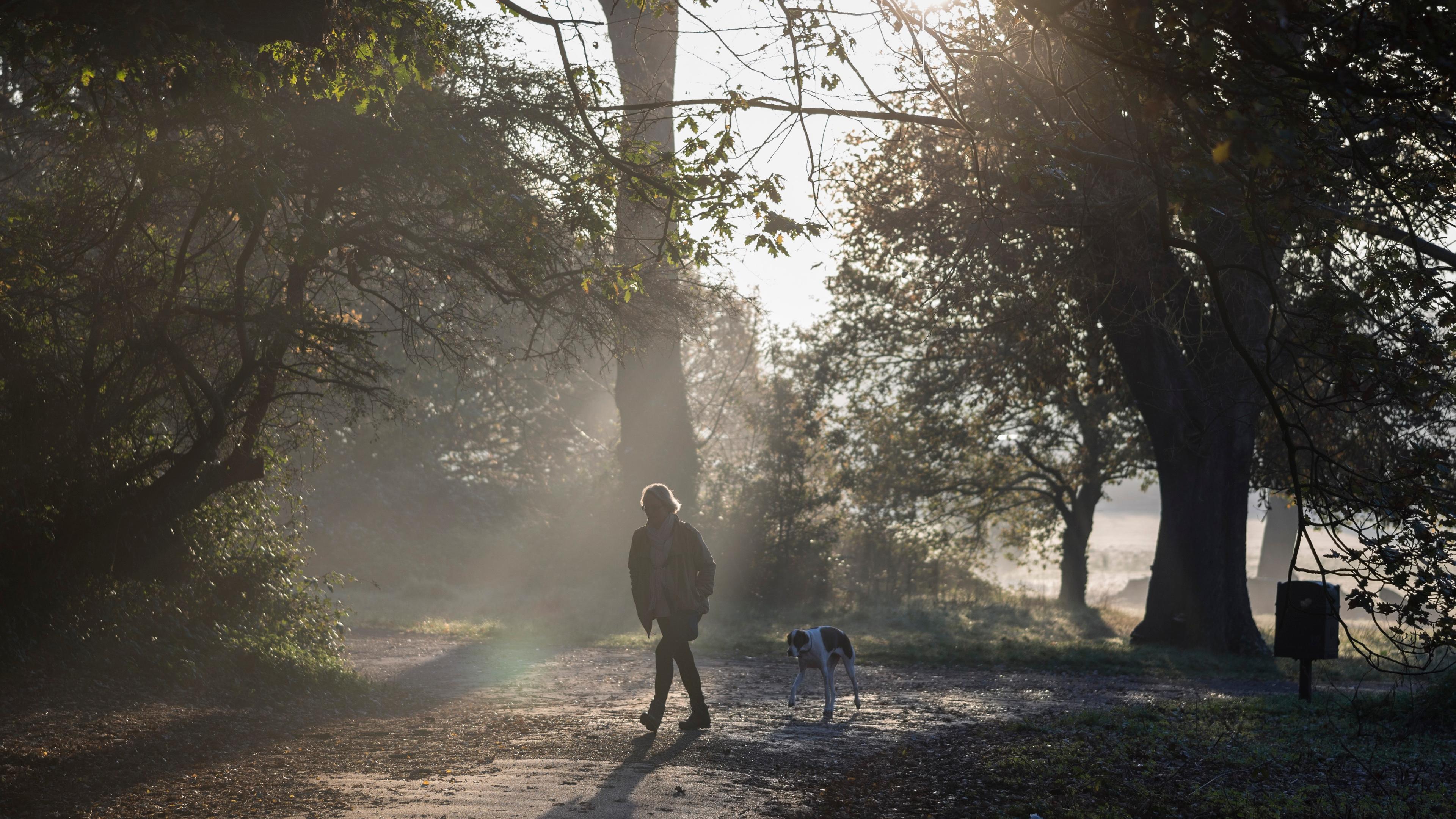 Photo of a person walking a dog on a forest path with sunlight streaming through trees.