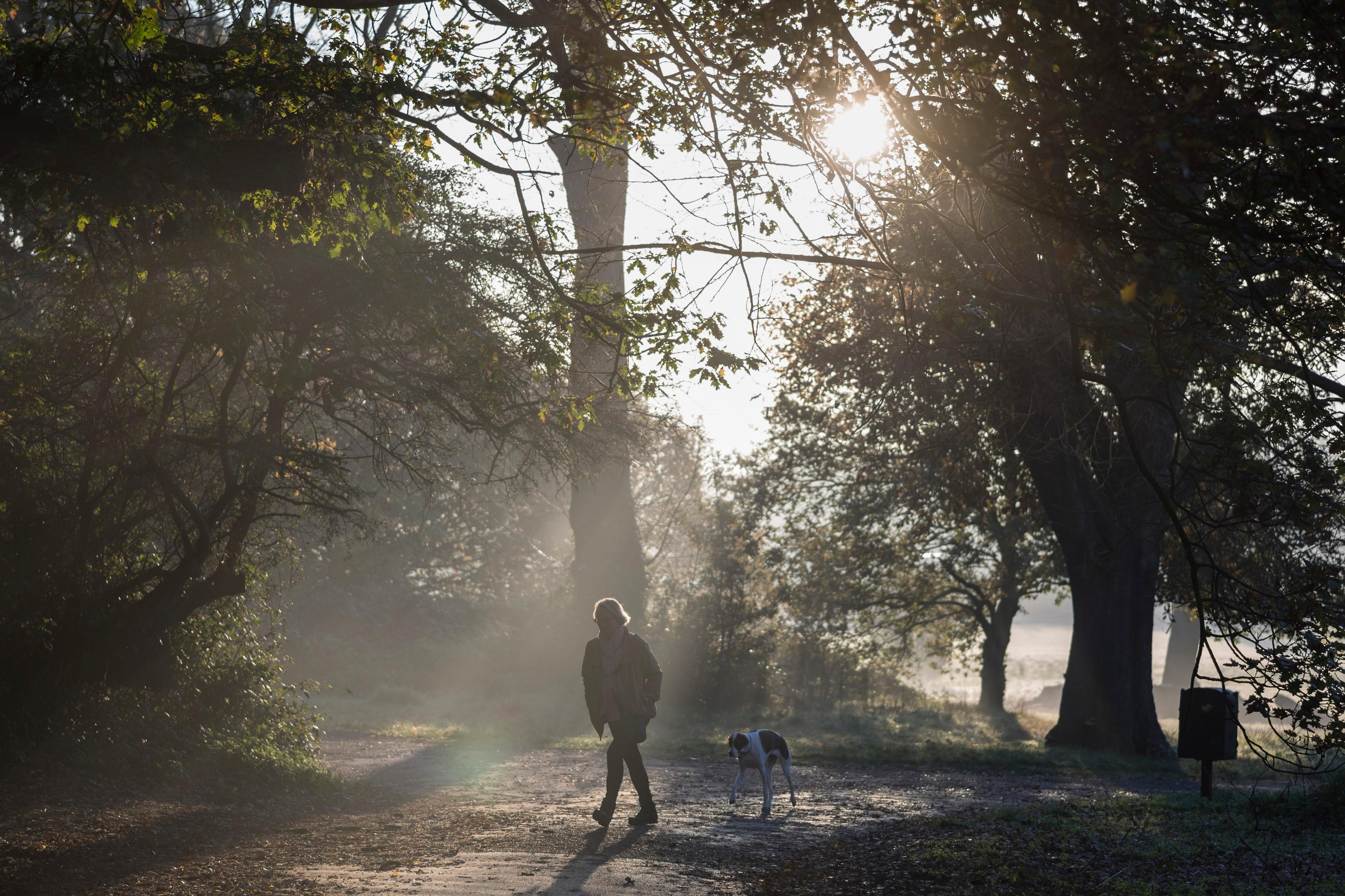 Photo of a person walking a dog on a forest path with sunlight streaming through trees.