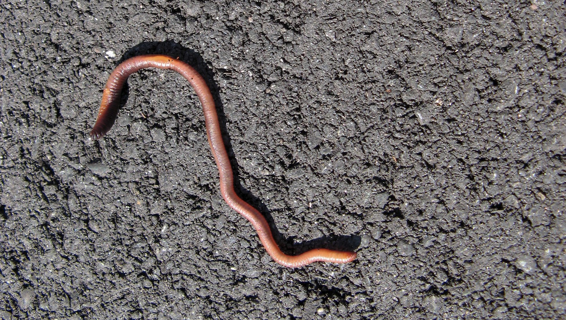 Photo of an earthworm on rough grey asphalt surface with visible texture and sunlight casting shadows.