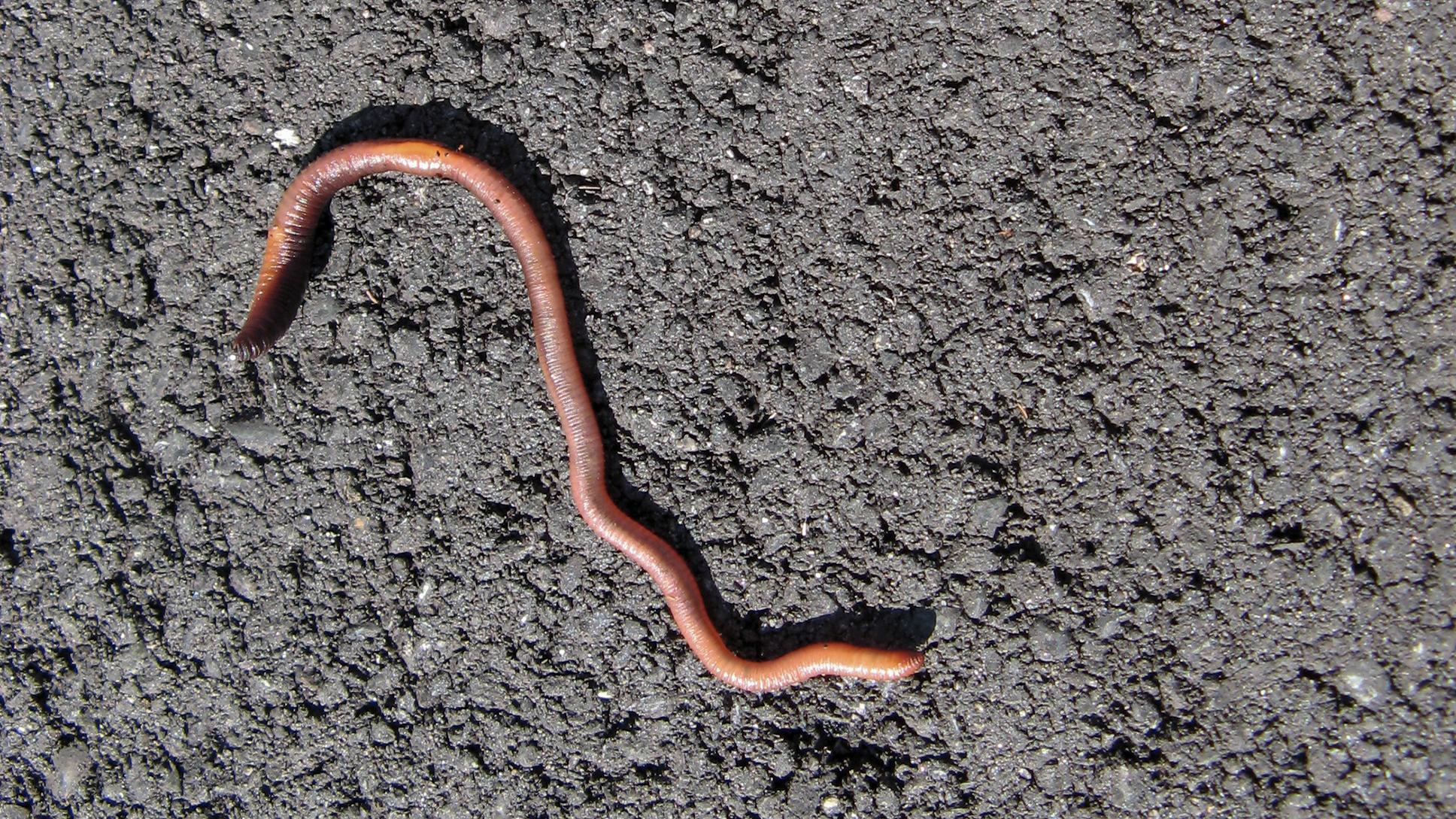 Photo of an earthworm on rough grey asphalt surface with visible texture and sunlight casting shadows.