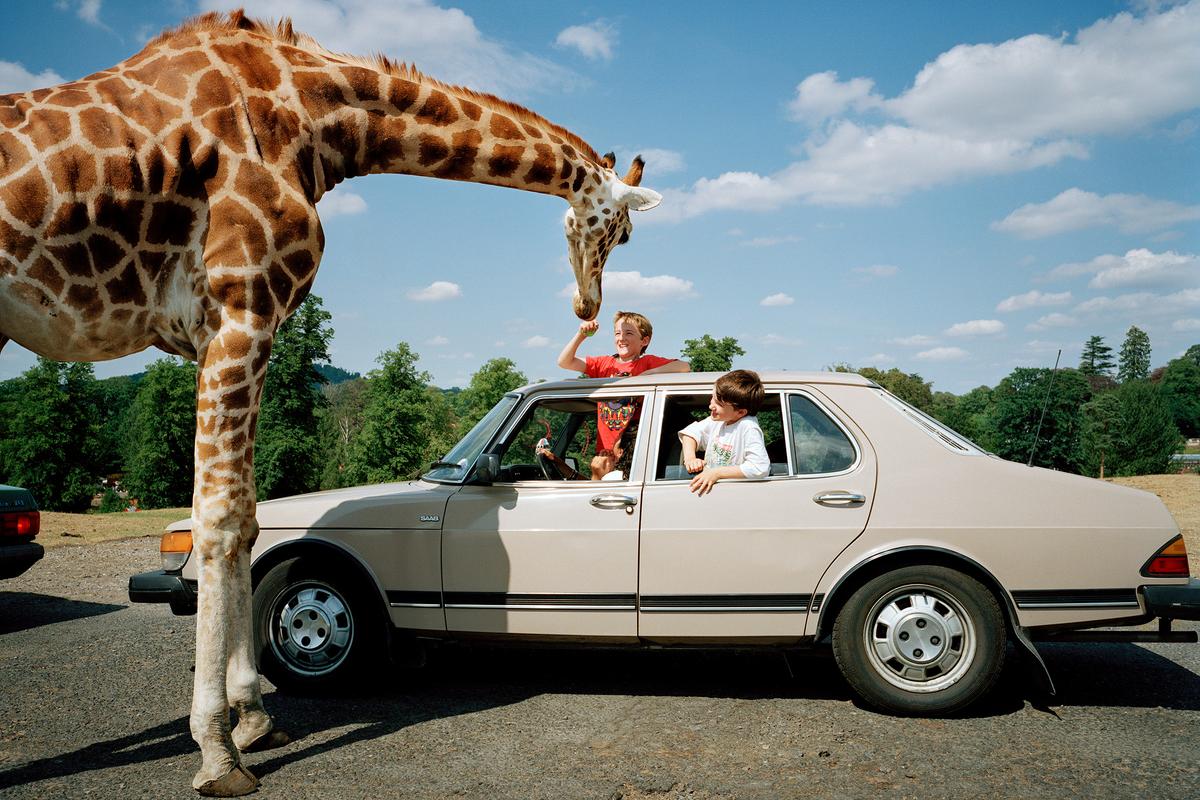Children interacting with a giraffe from a car window and skylight in a park setting, with a clear blue sky overhead.