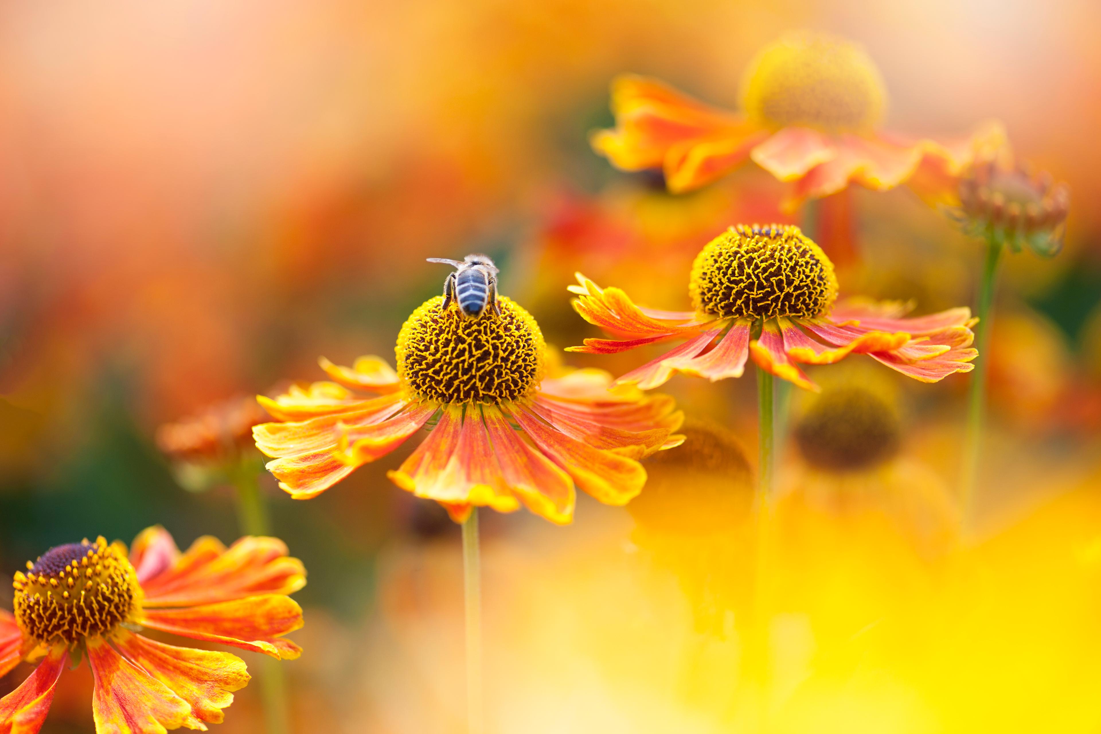 Photo of a bee on a vibrant orange flower with a blurred background, highlighting the intricate flower details.