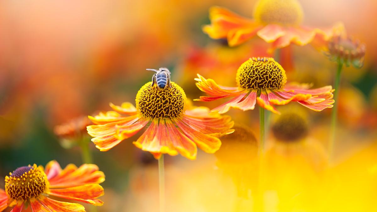 Photo of a bee on a vibrant orange flower with a blurred background, highlighting the intricate flower details.