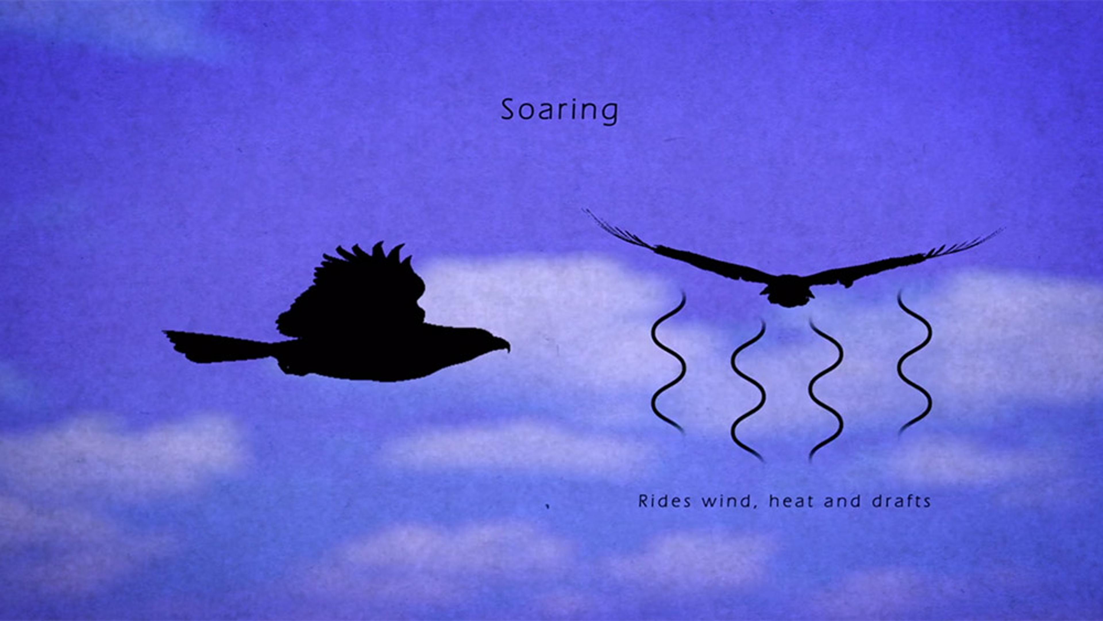 Painting of two birds soaring in the sky with text explaining they ride wind heat and drafts. Background features a blue sky with clouds.