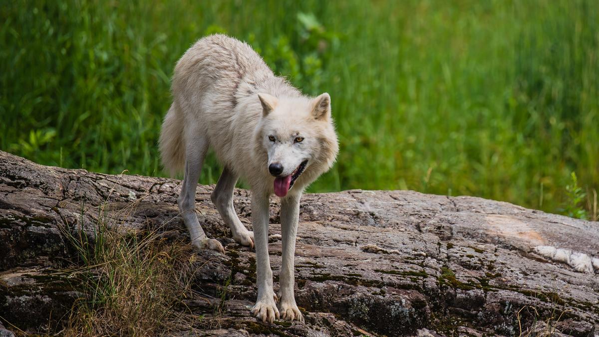 A white wolf standing on a rocky surface with a grassy background, tongue out, looking forward.