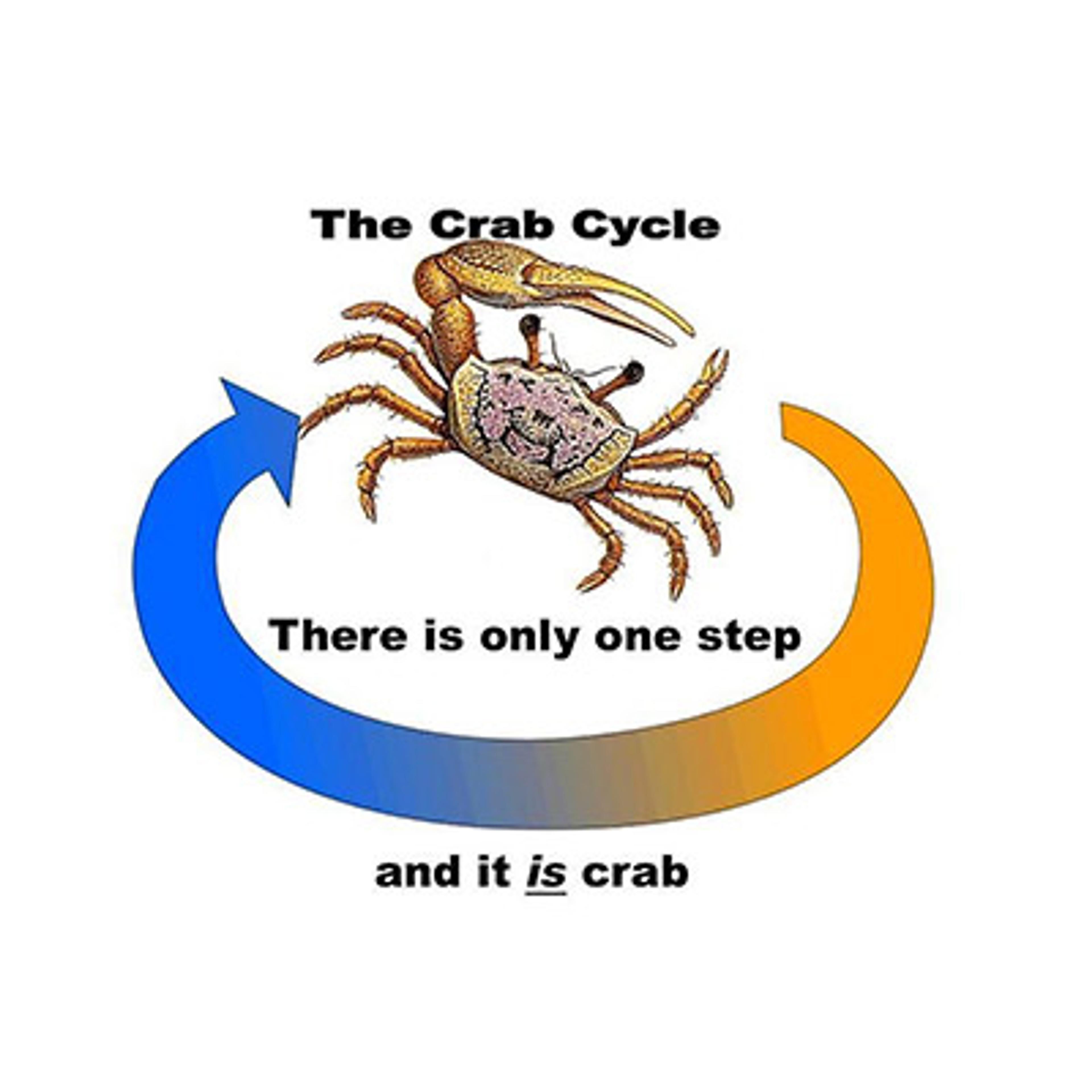 Illustration of a crab with a blue-orange arrow and text: “The Crab Cycle There is only one step and it is crab.”