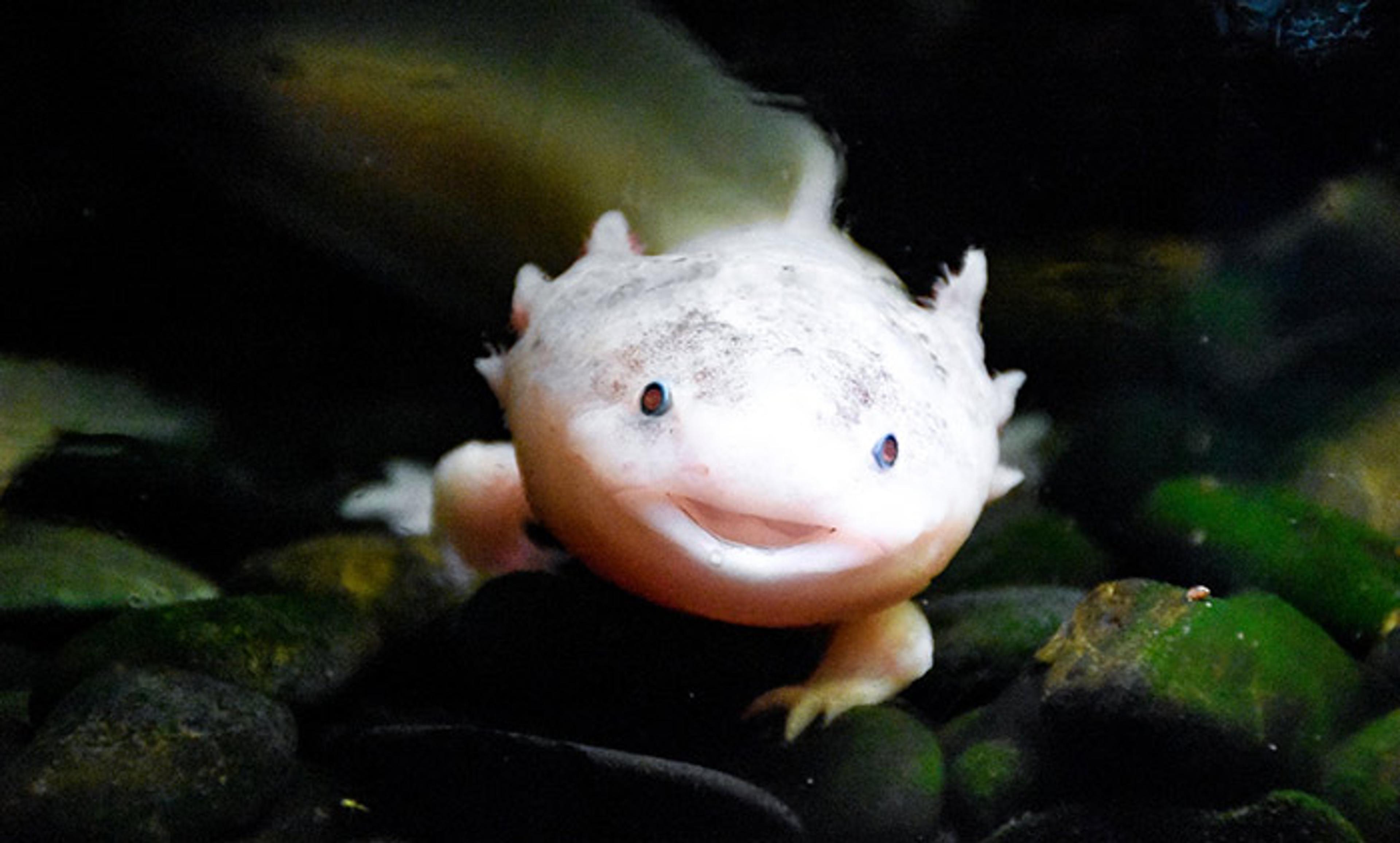 <p>The curious Axolotl species of salamander. <em>Public domain photo</em></p>