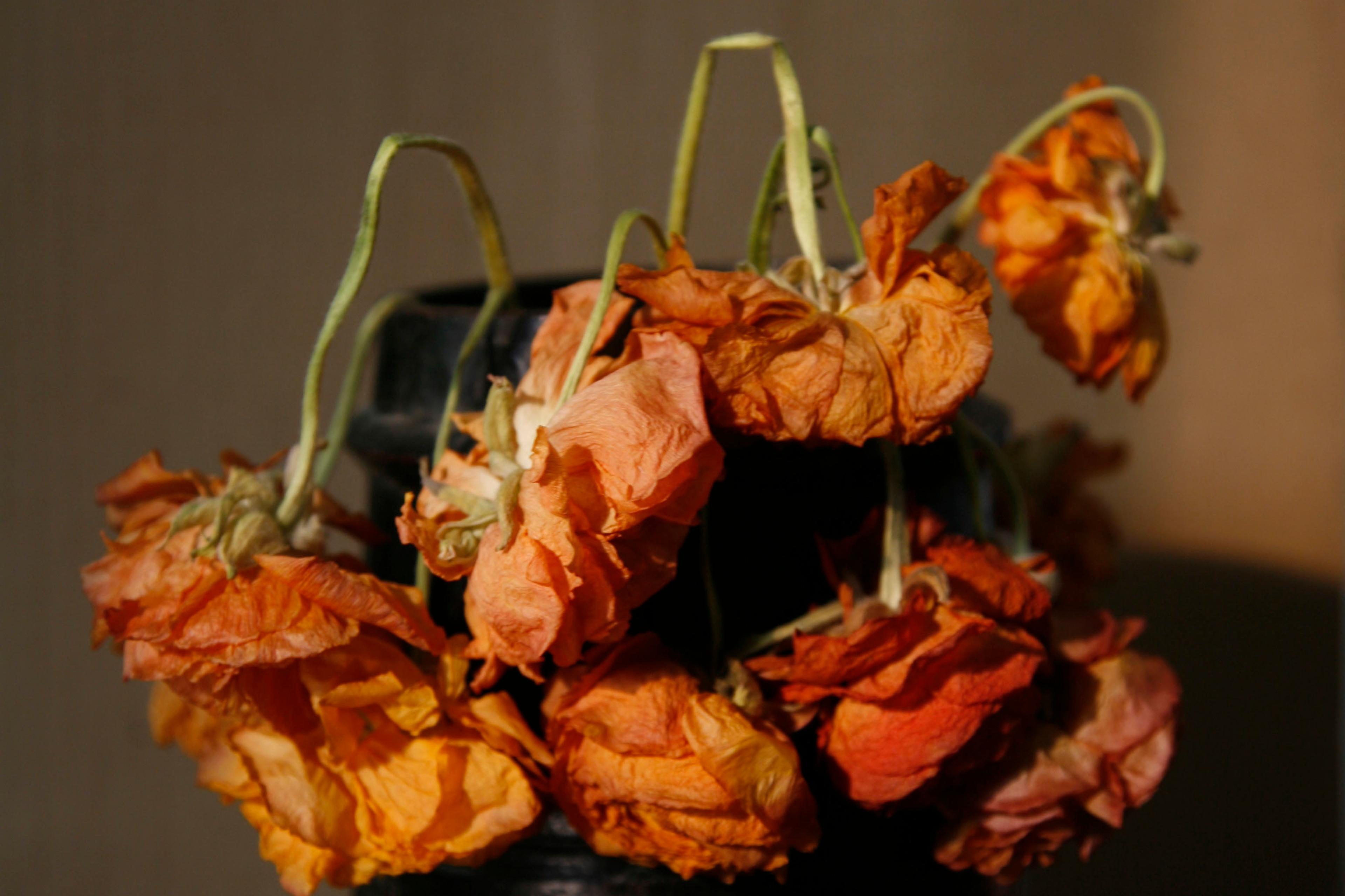 Photo of wilted orange flowers in a dark vase against a muted background.