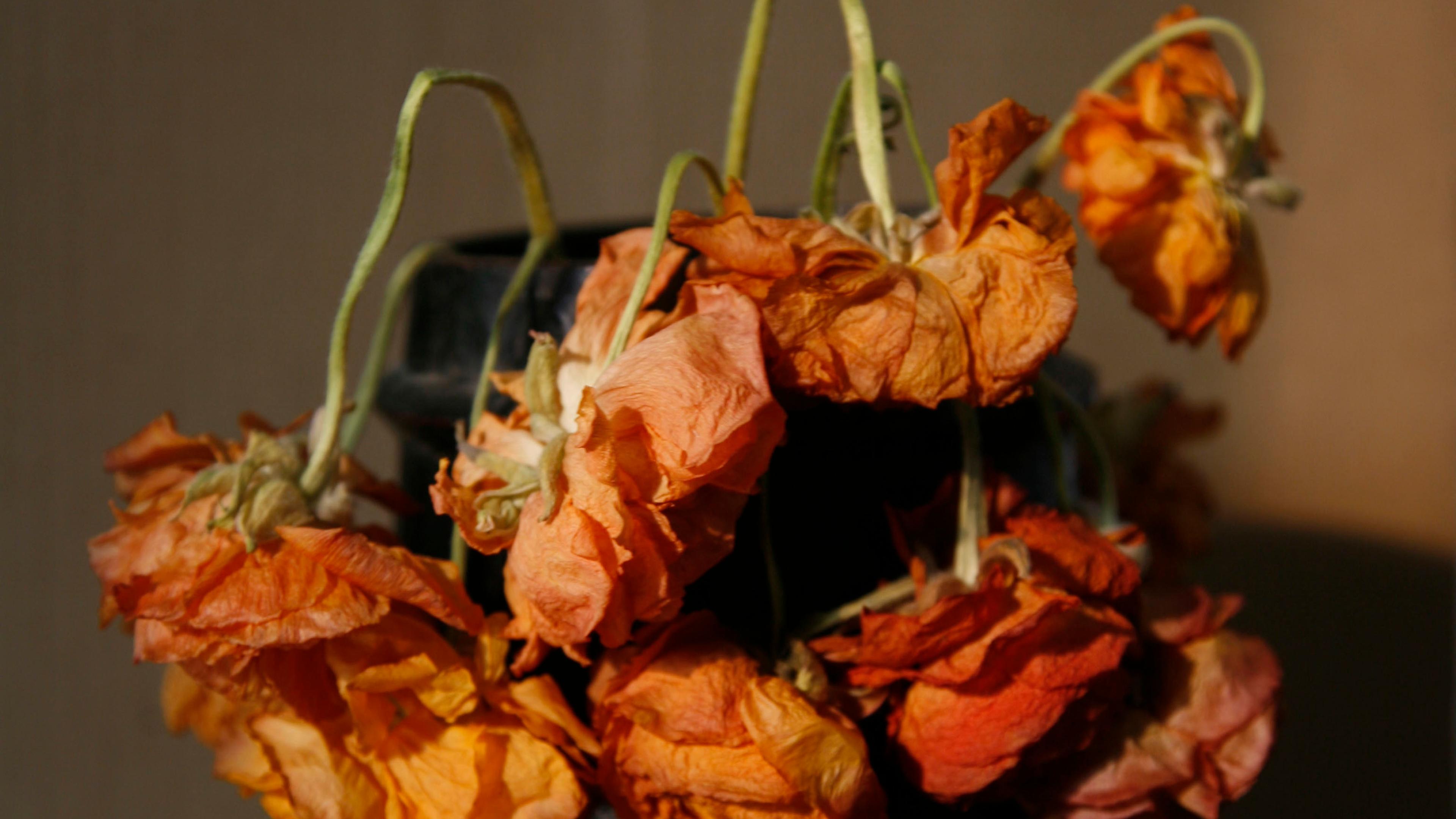 Photo of wilted orange flowers in a dark vase against a muted background.