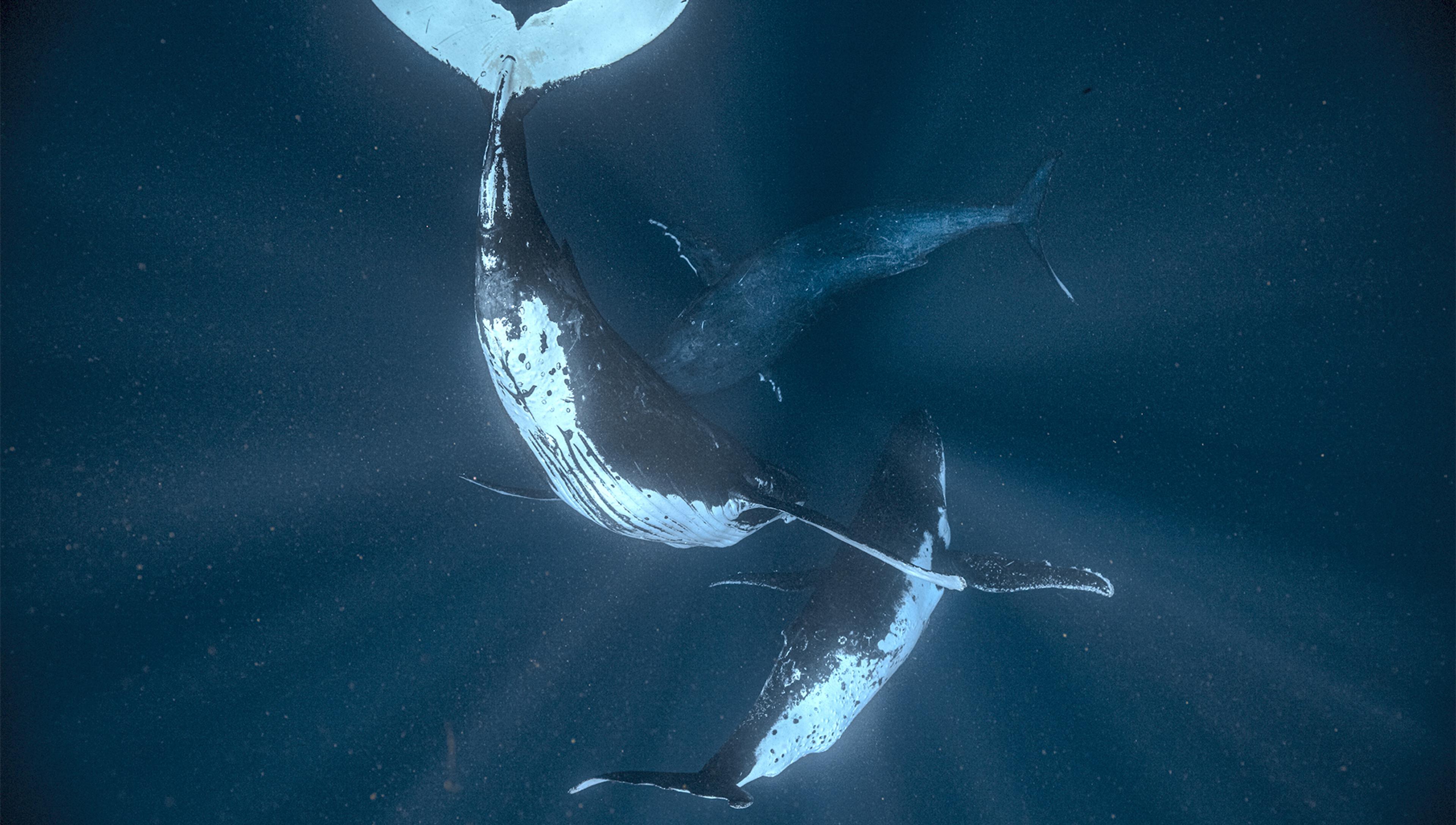 Three humpback whales viewed underwater