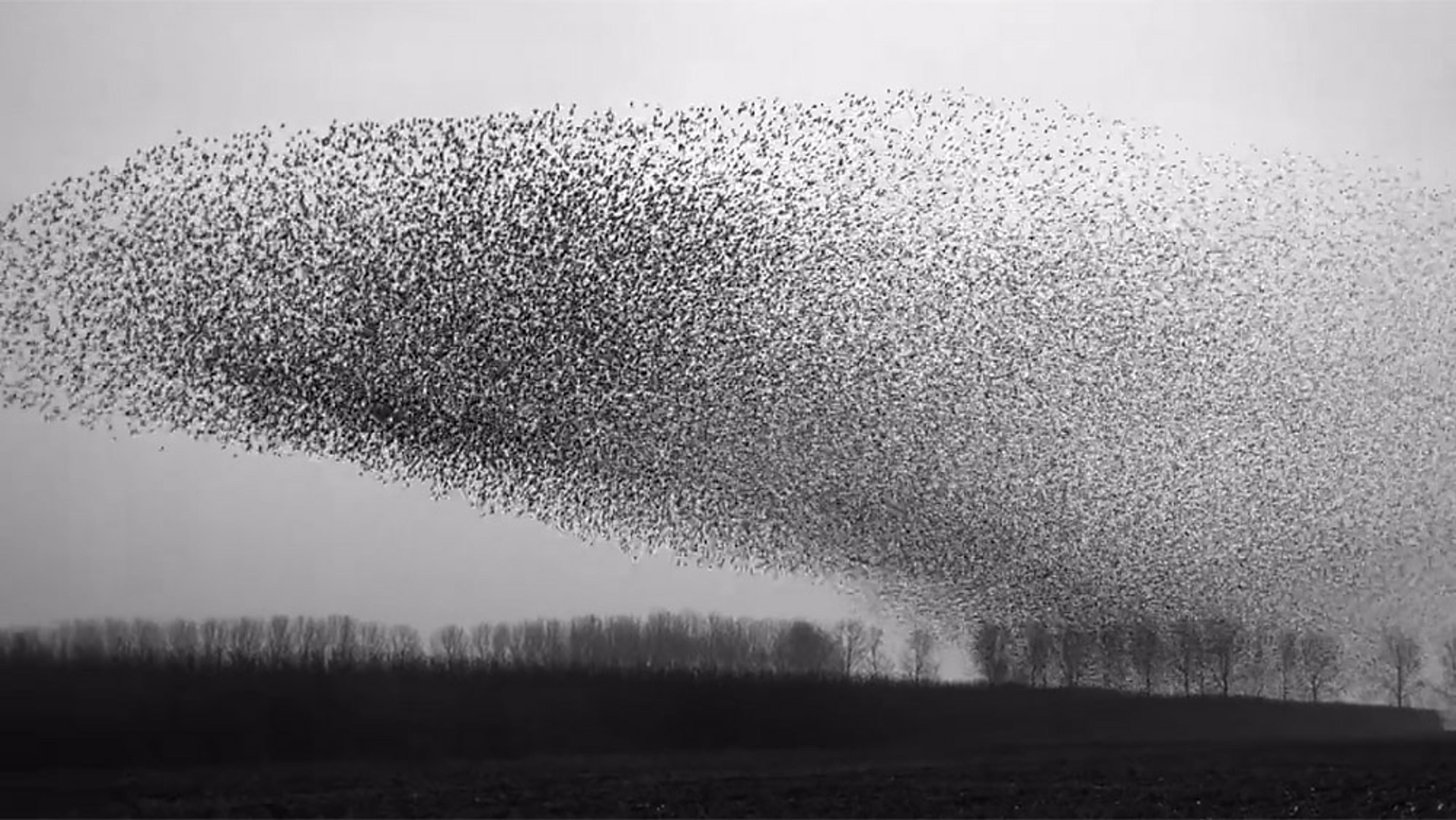 A dense murmuration of birds flying over a field, with a row of leafless trees in the background and a grey sky.