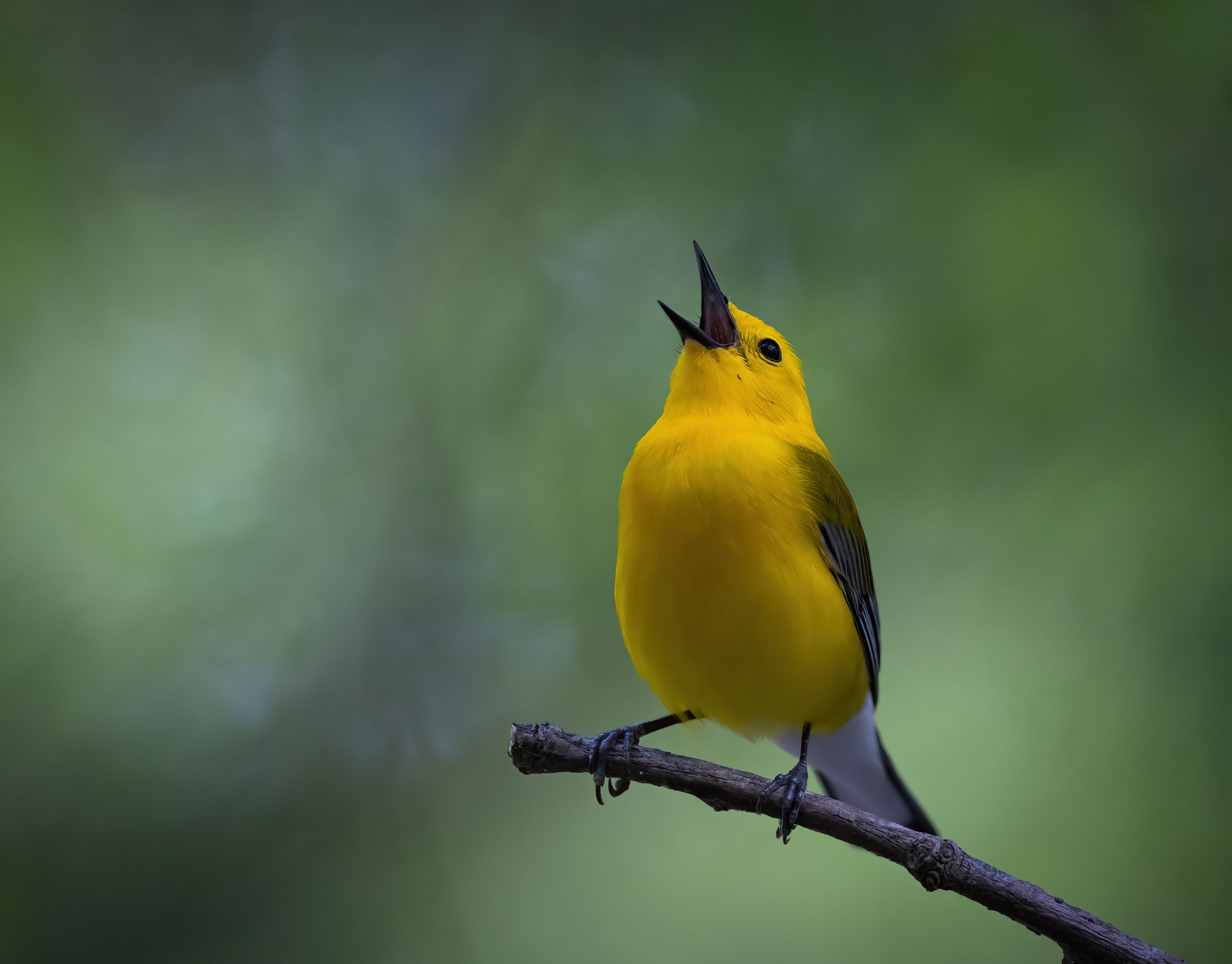A yellow bird singing on a branch with a soft-focus green background.