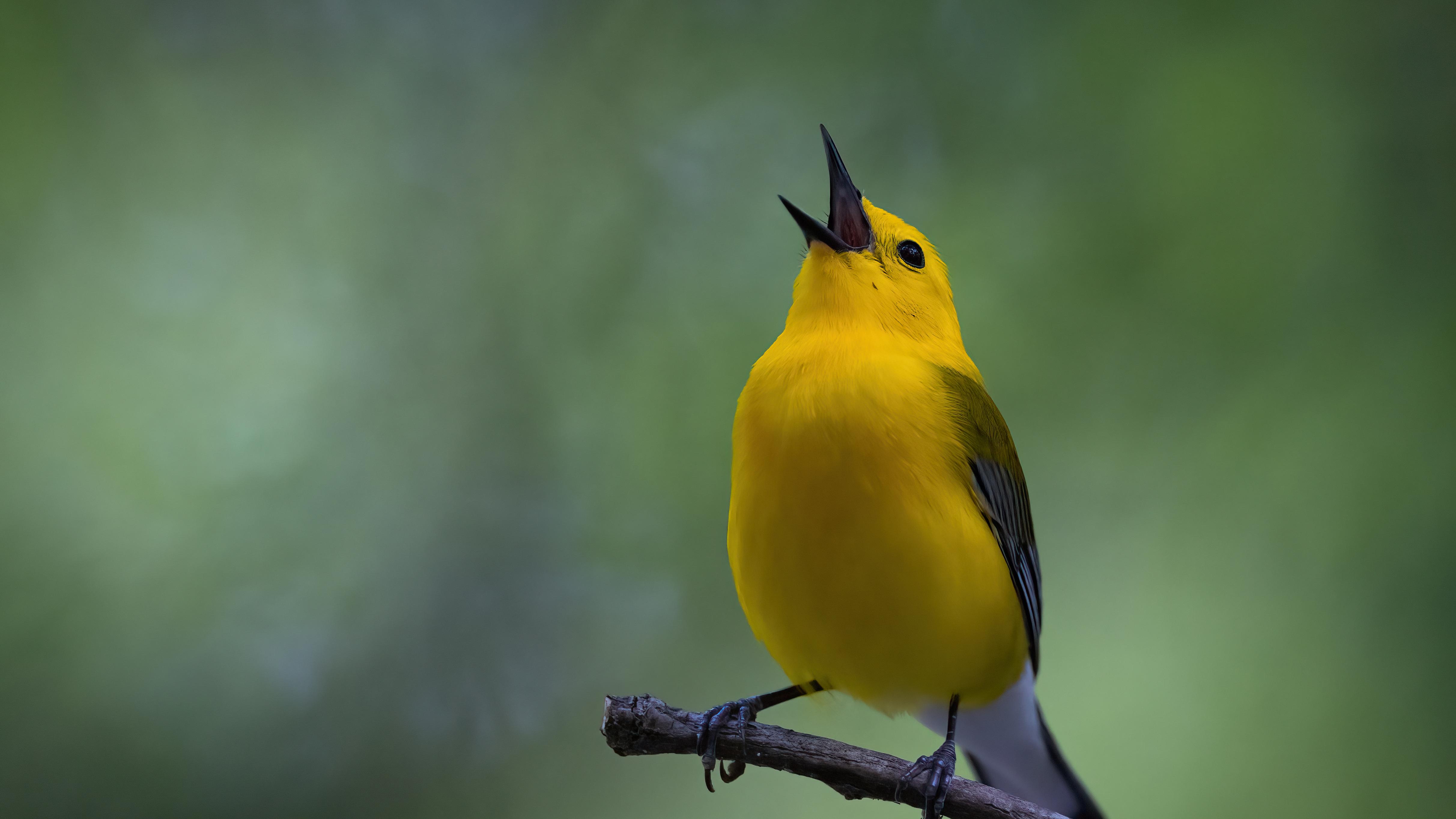 A yellow bird singing on a branch with a soft-focus green background.