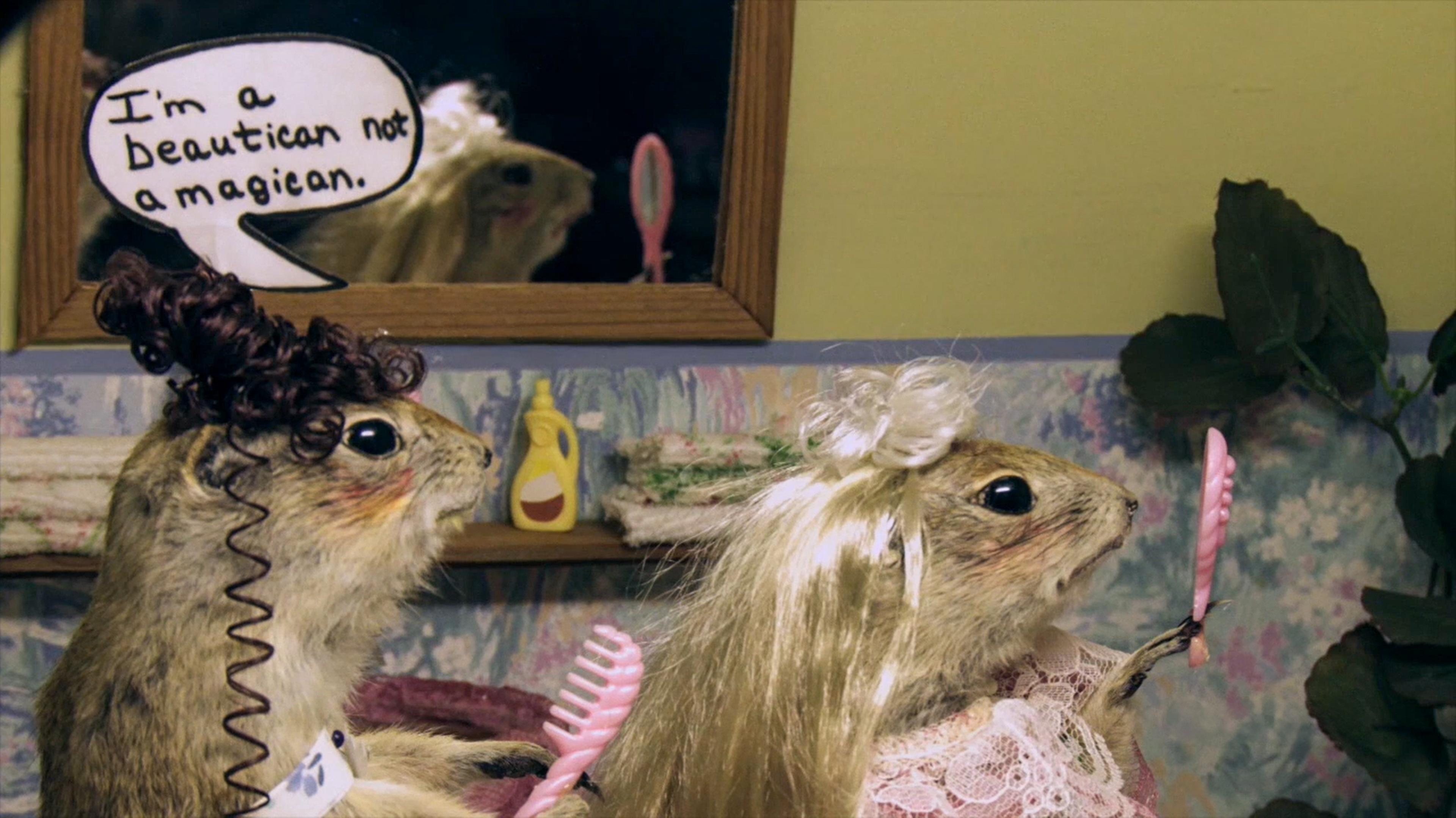 Photo of two dressed-up rodents in a salon, one holding a comb with a speech bubble that reads, “I’m a beautician not a magician,” behind the other holding a mirror.
