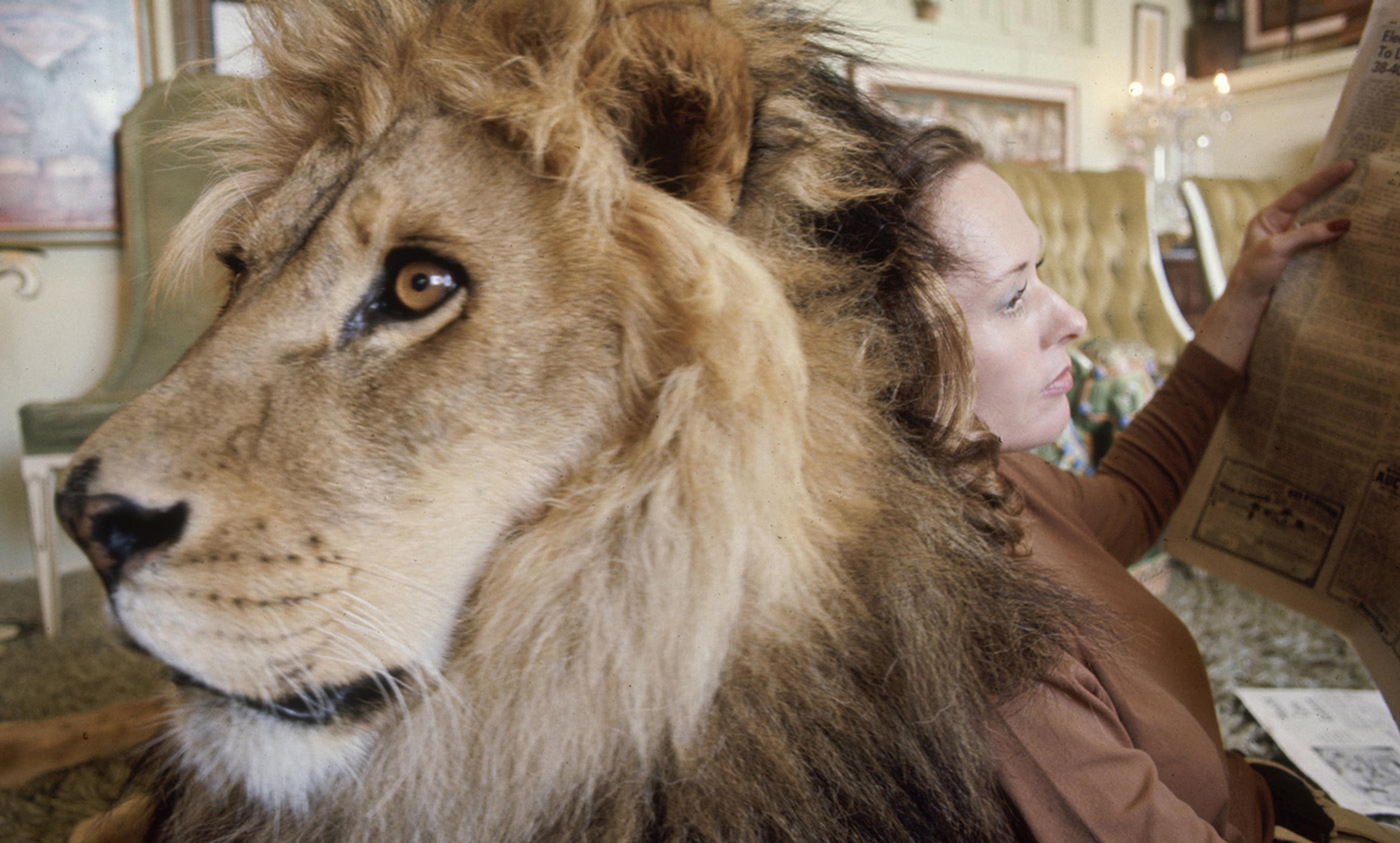 <p>Imagine a lion in the room. <em>Photo by Michael Rougier/Time Life/Getty</em></p>